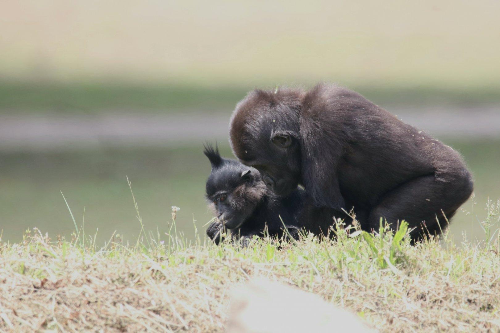 Gorilla and black mangabey