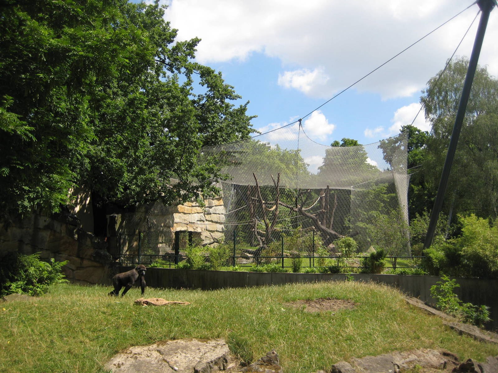 Gorilla and chimp exhibit