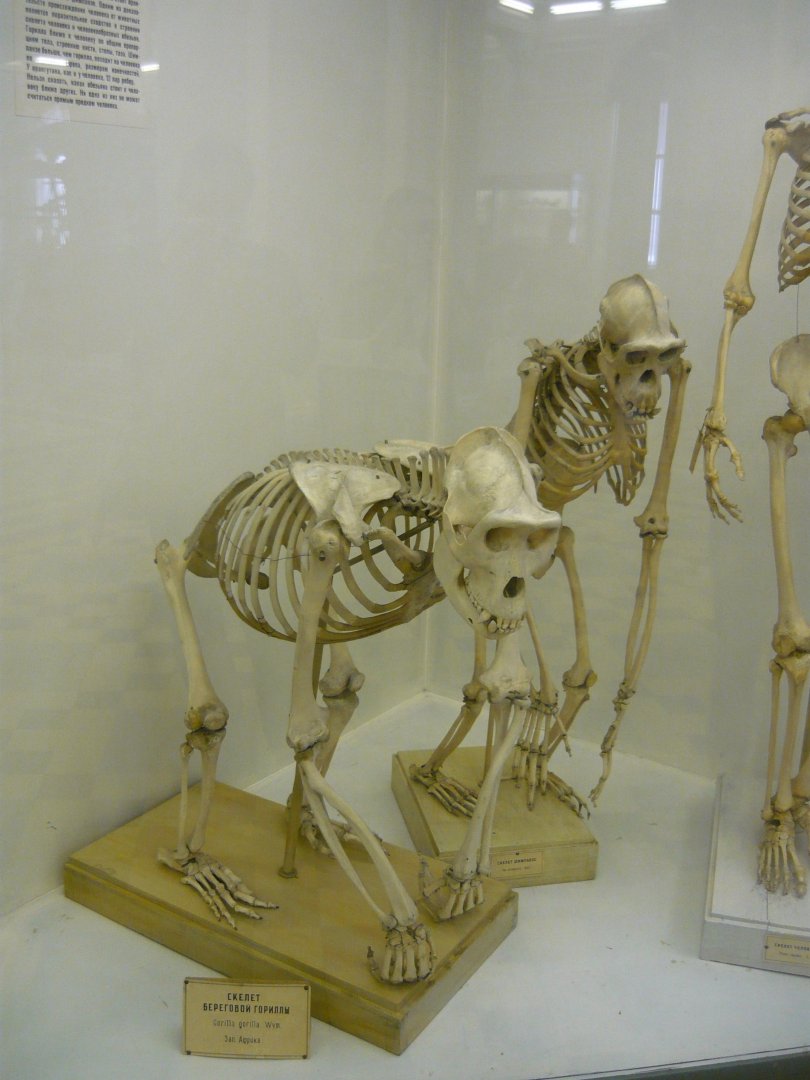 Gorilla and Chimpanzee skeletons