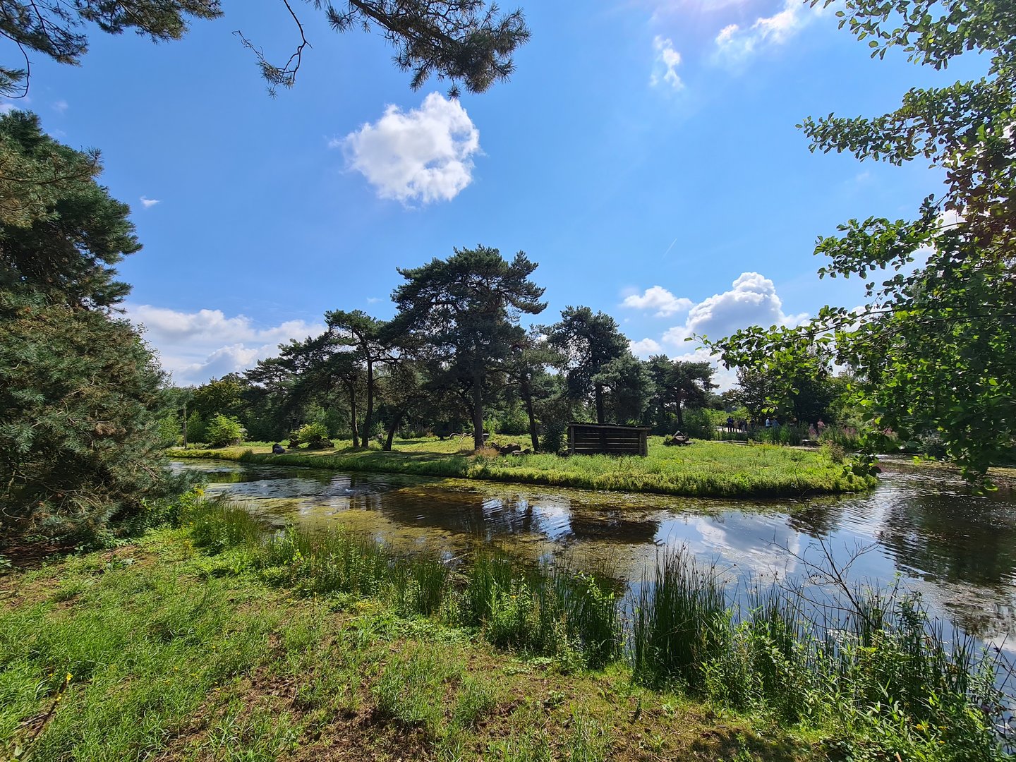 Gorilla and Colobus island