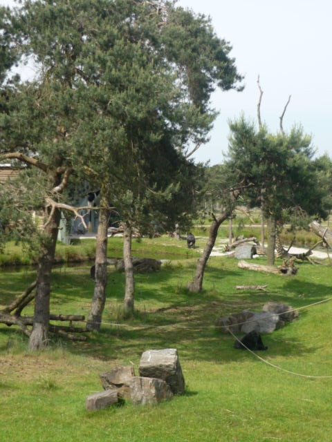 Gorilla and Colobus Outdoor Enclosure