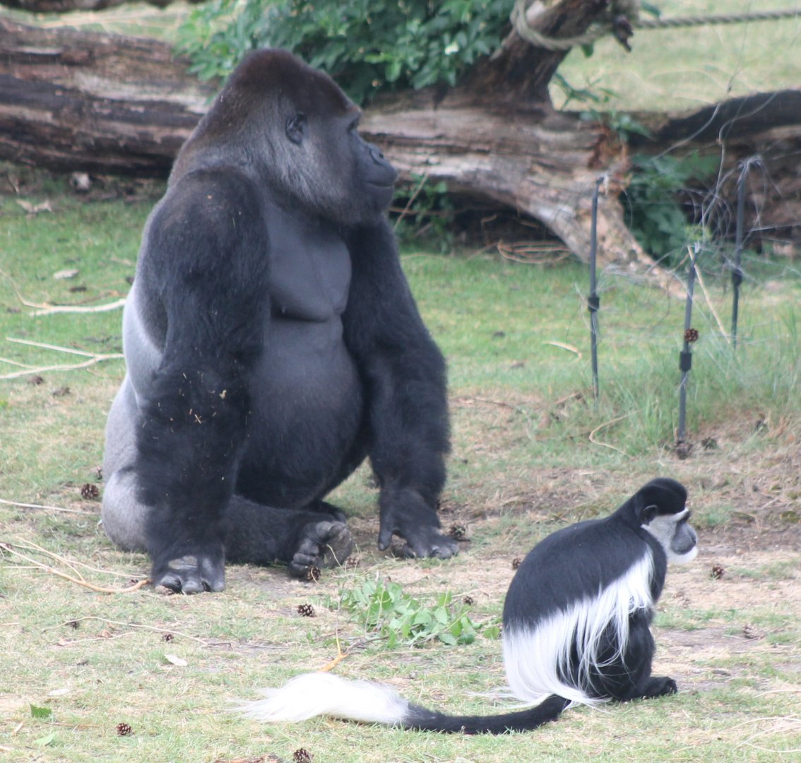 Gorilla and Colobus