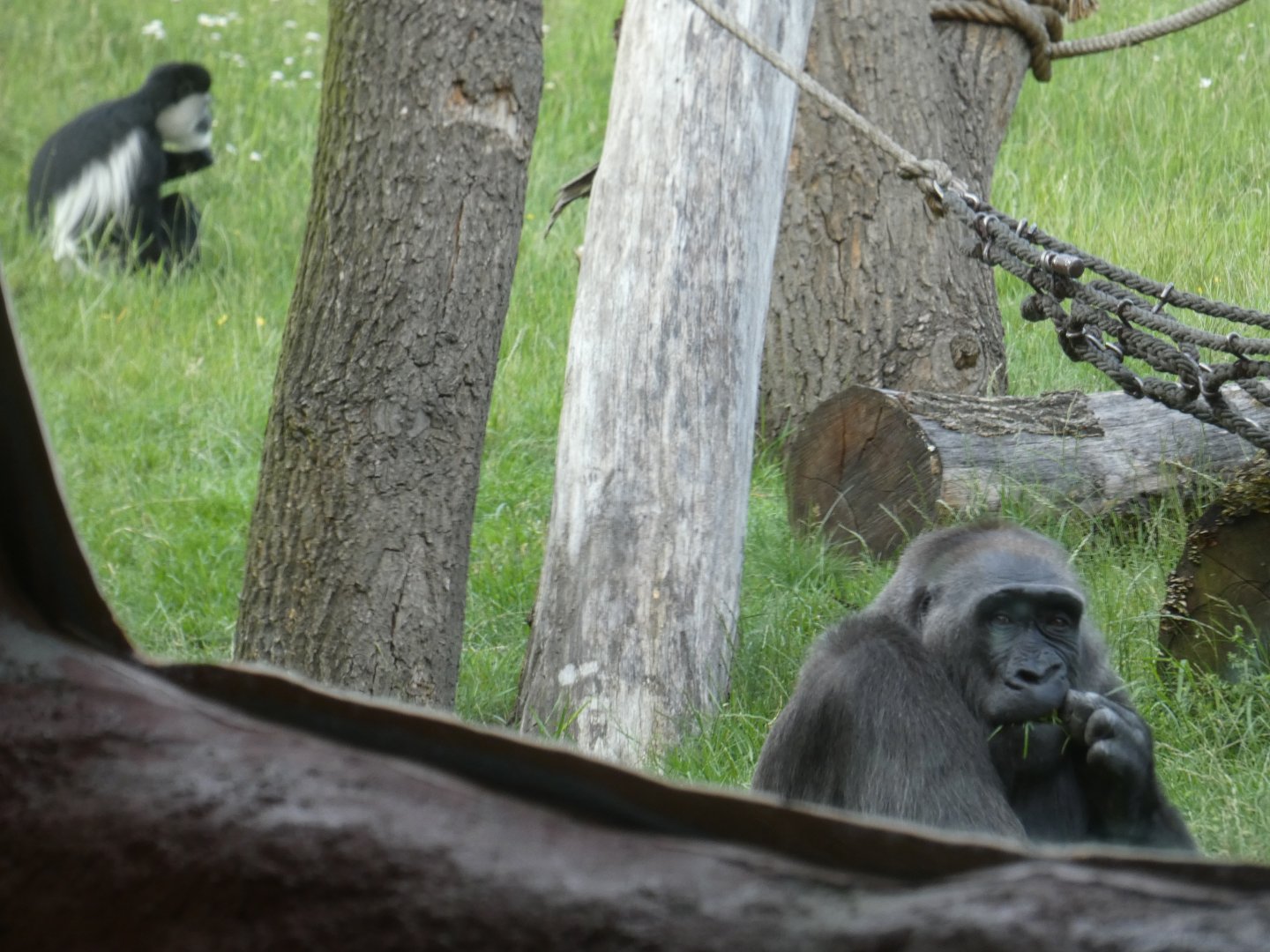 Gorilla and colobus