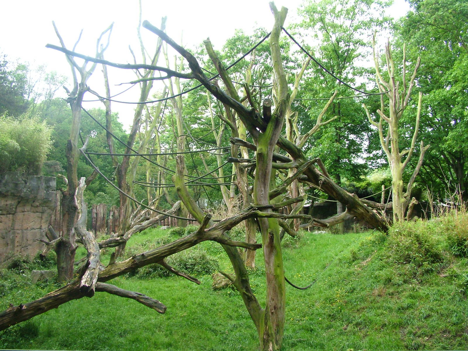 Gorilla and DeBrazza's Guenon exhibit at Duisburg 15/05/09