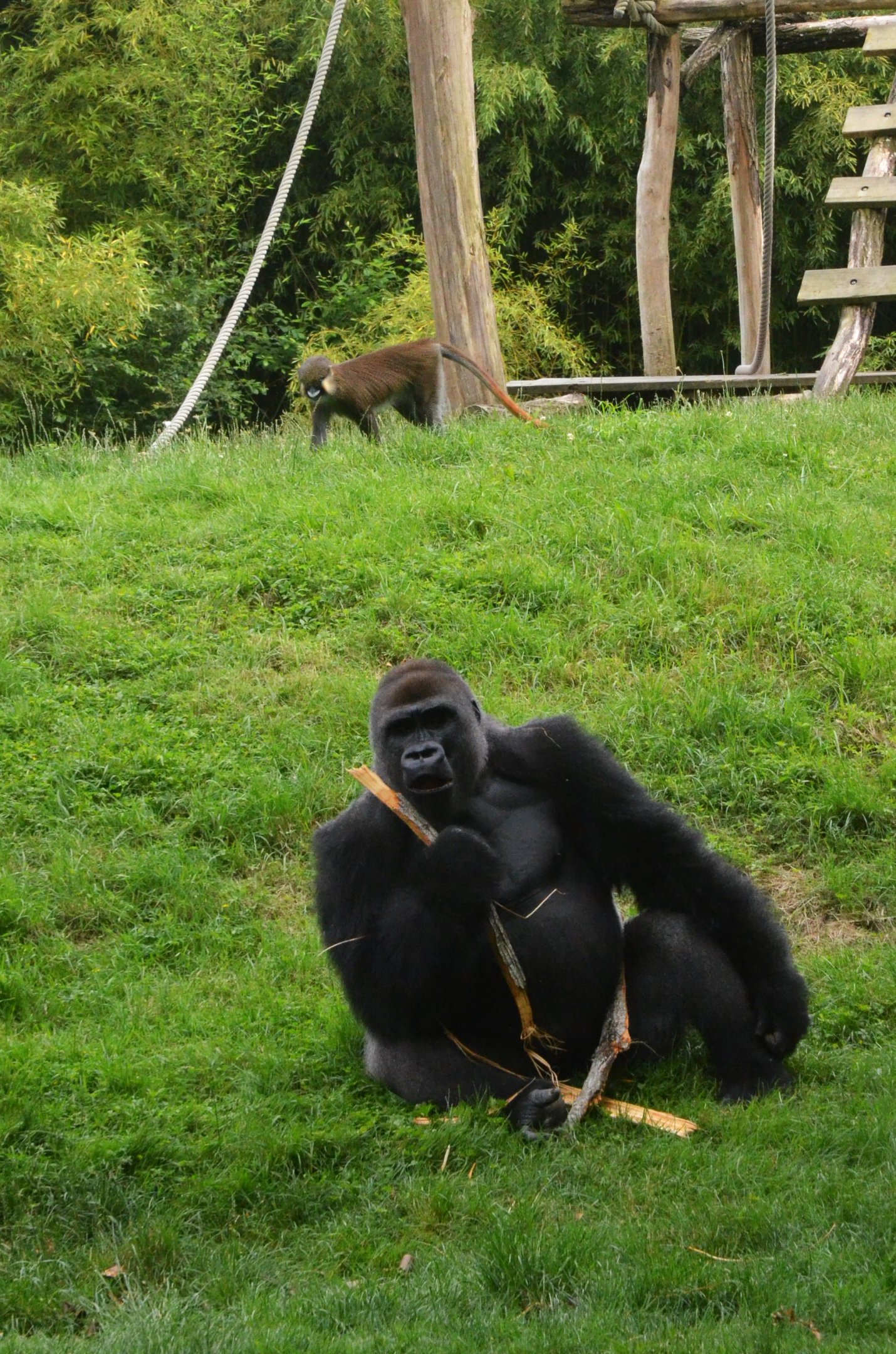 Gorilla and Guenon at Beauval, 12/06/18