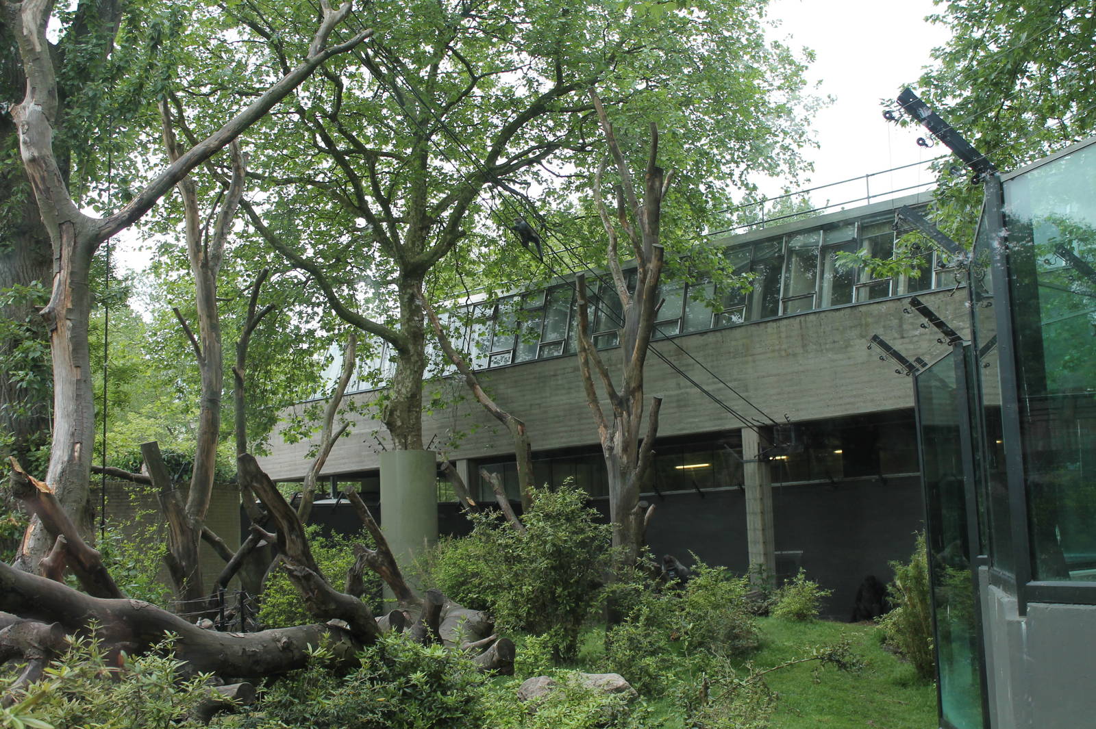 Gorilla and Guenon Exhibit