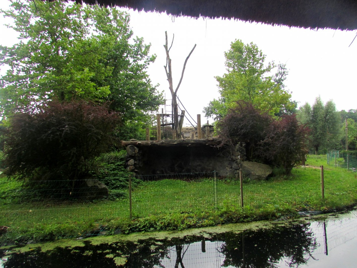 Gorilla and Guereza Island