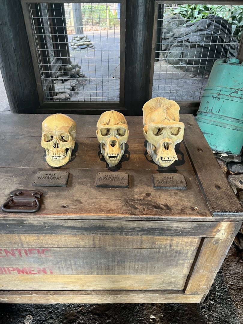 Gorilla and Human Skull Models
