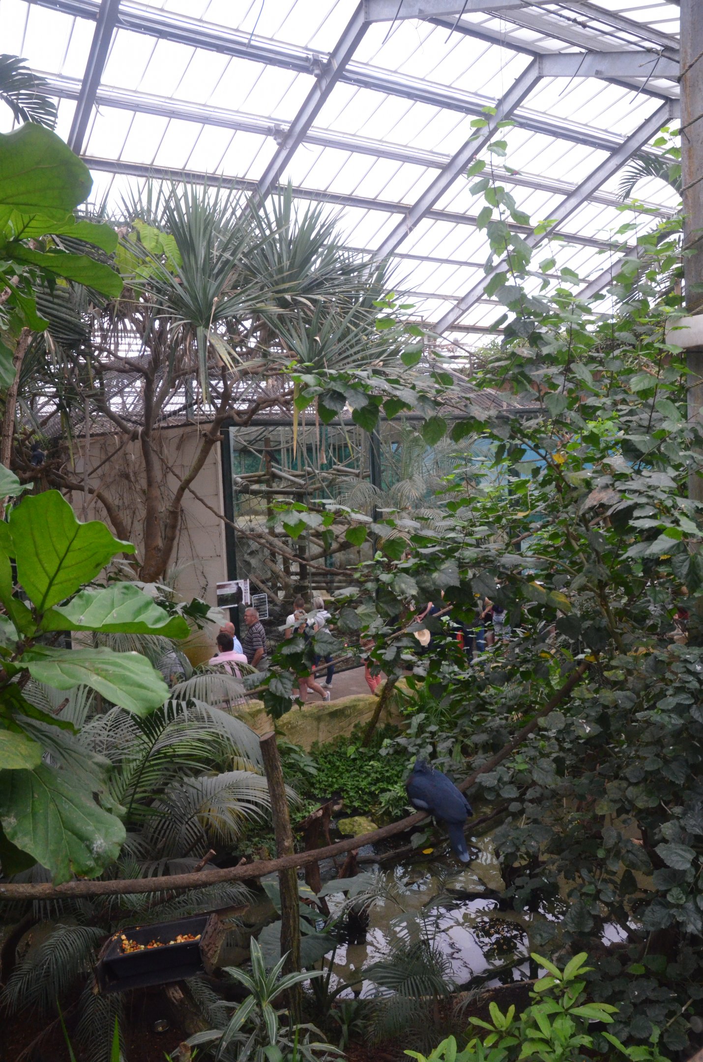 Gorilla and Manatee House Interior at Beauval, 12/06/18