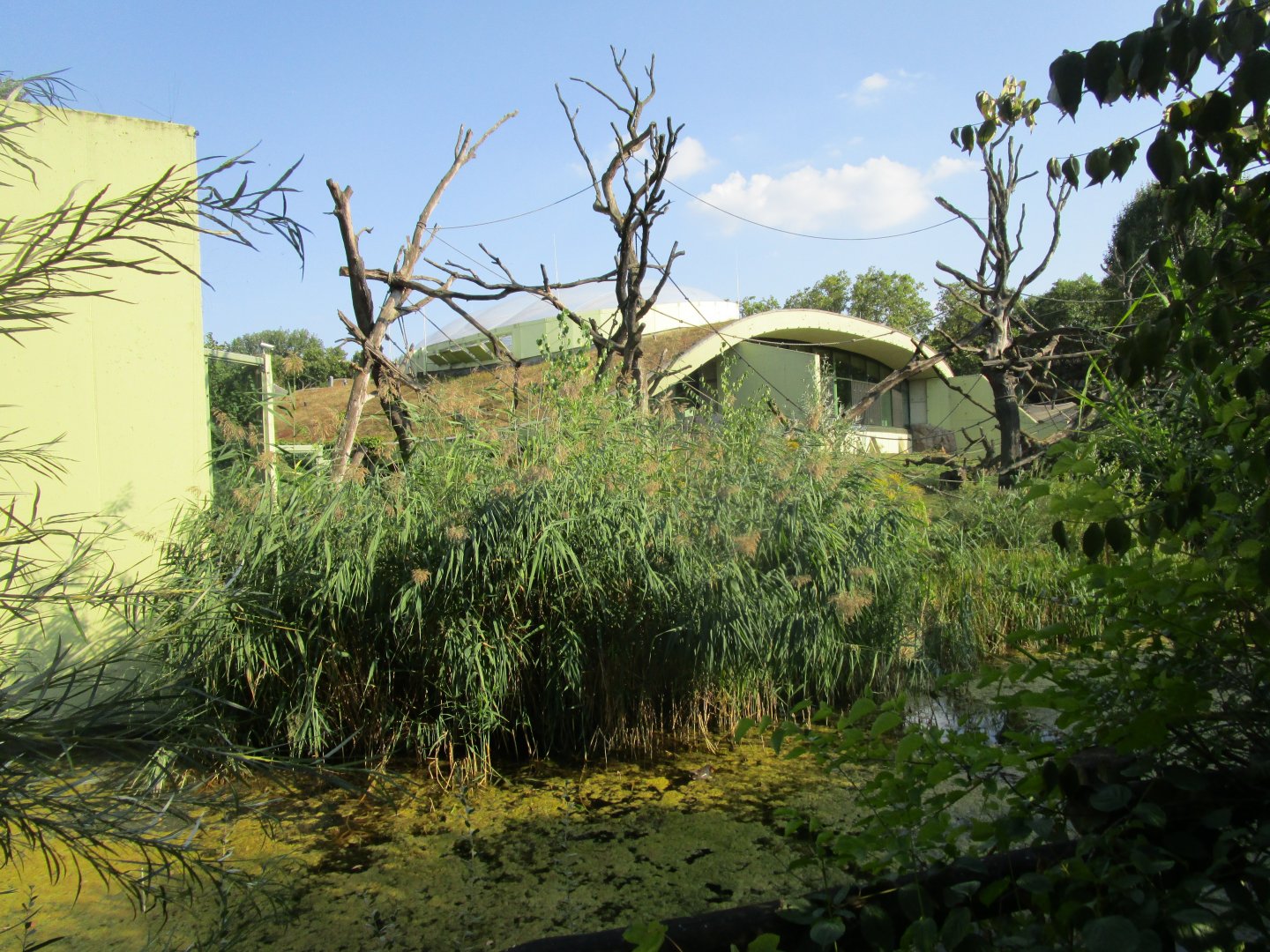Gorilla and Mantled Colobus Outdoor Exhibit