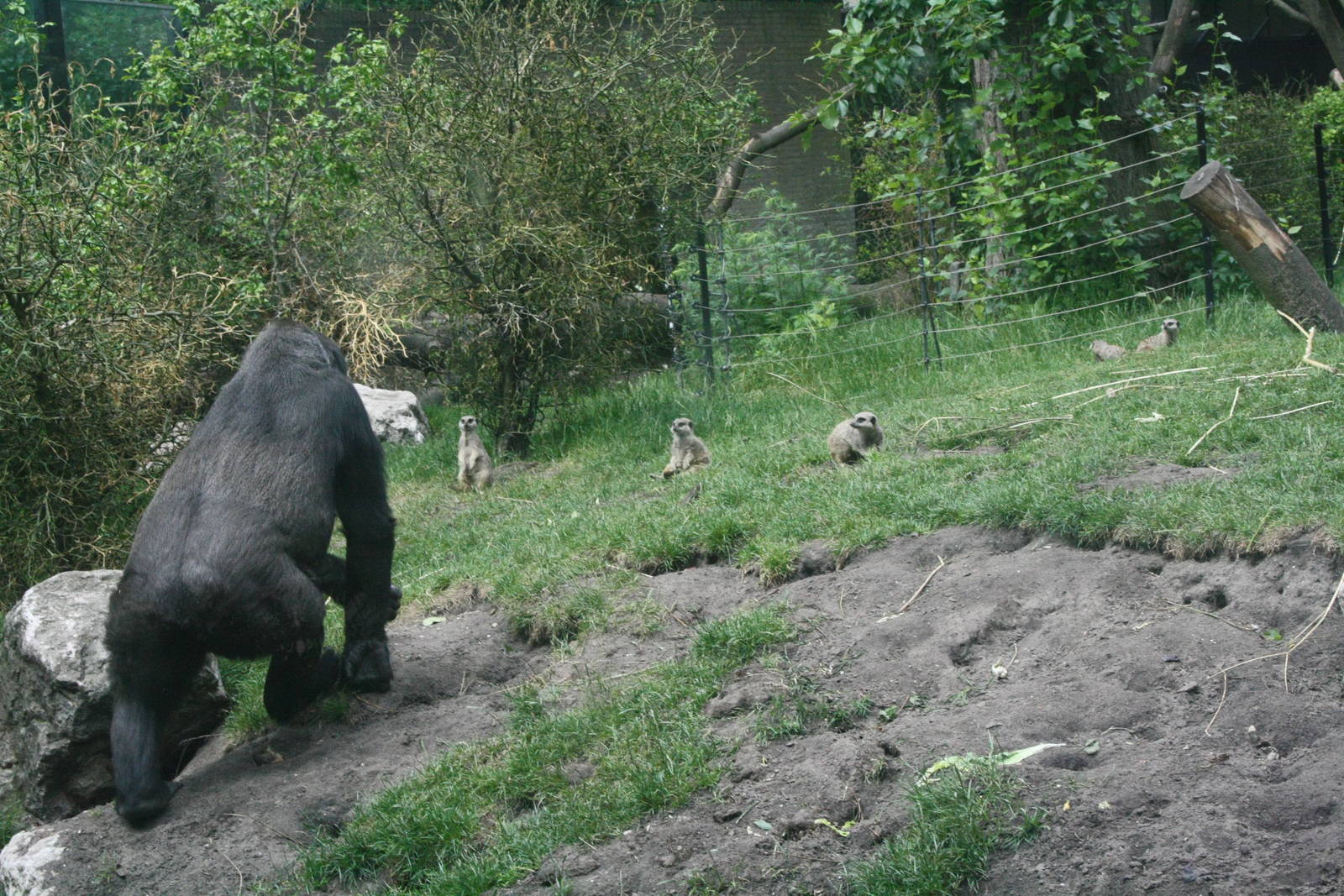 Gorilla and Meerkats