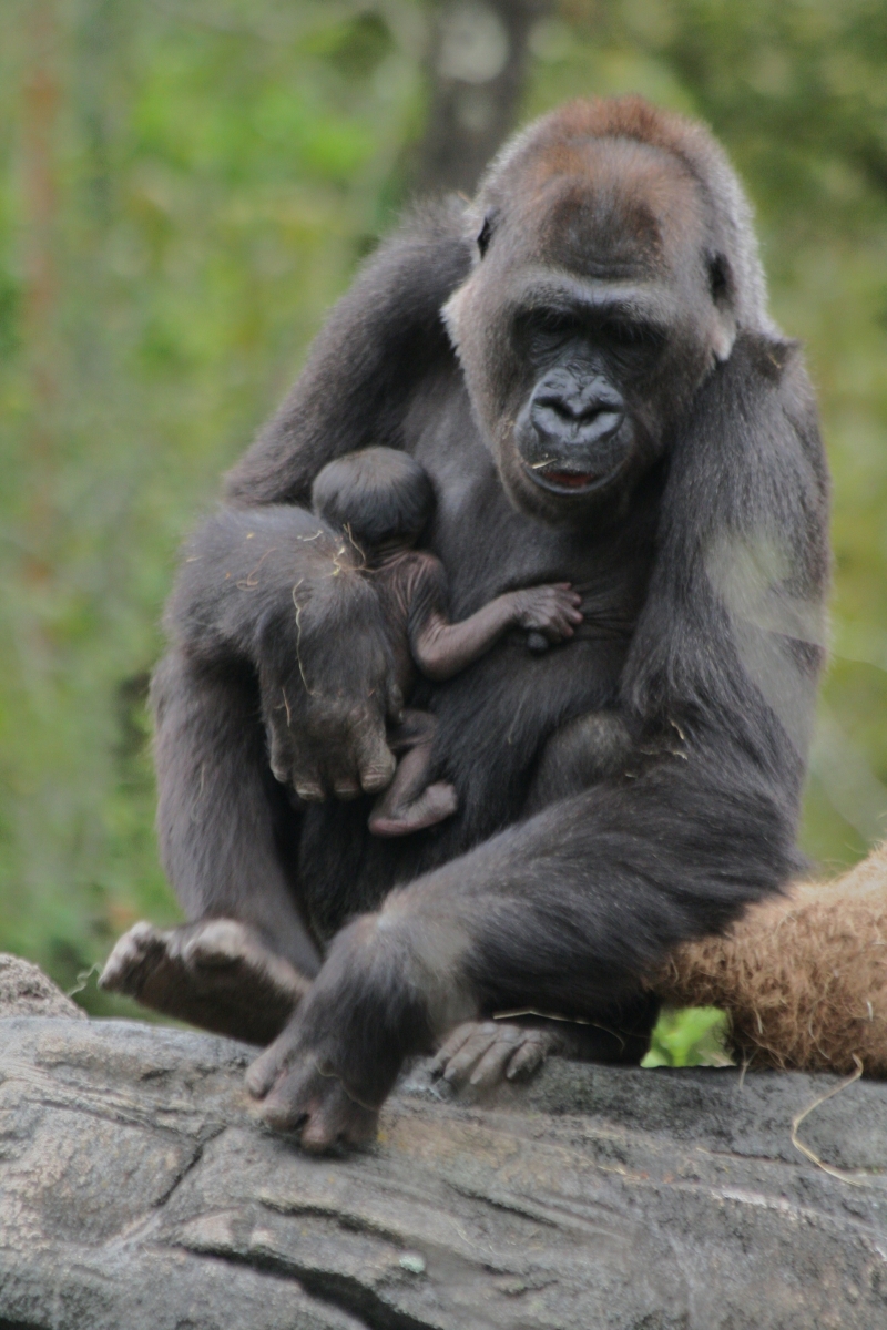 Gorilla and Newborn