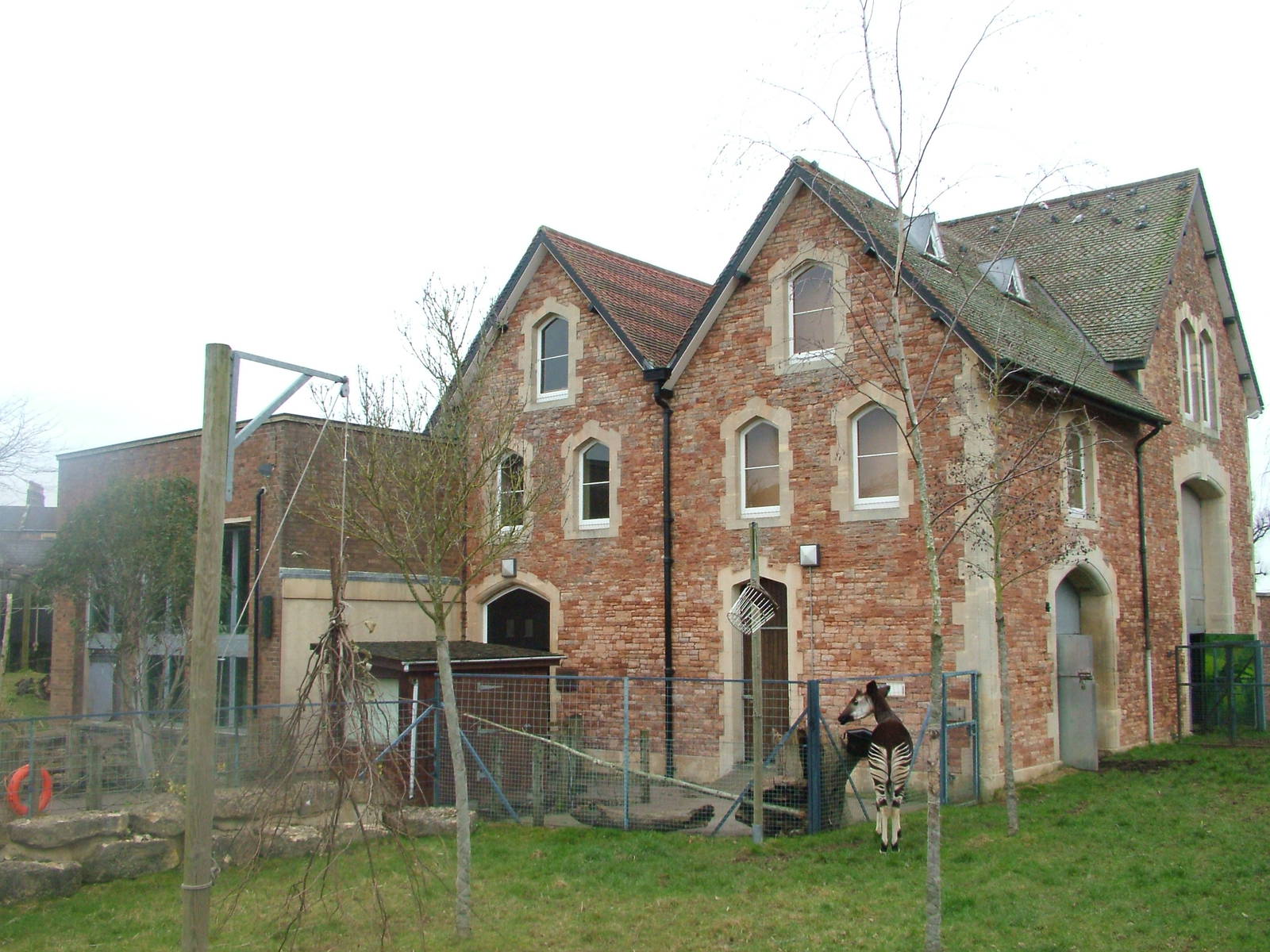 Gorilla and Okapi House at Bristol, 06/03/11