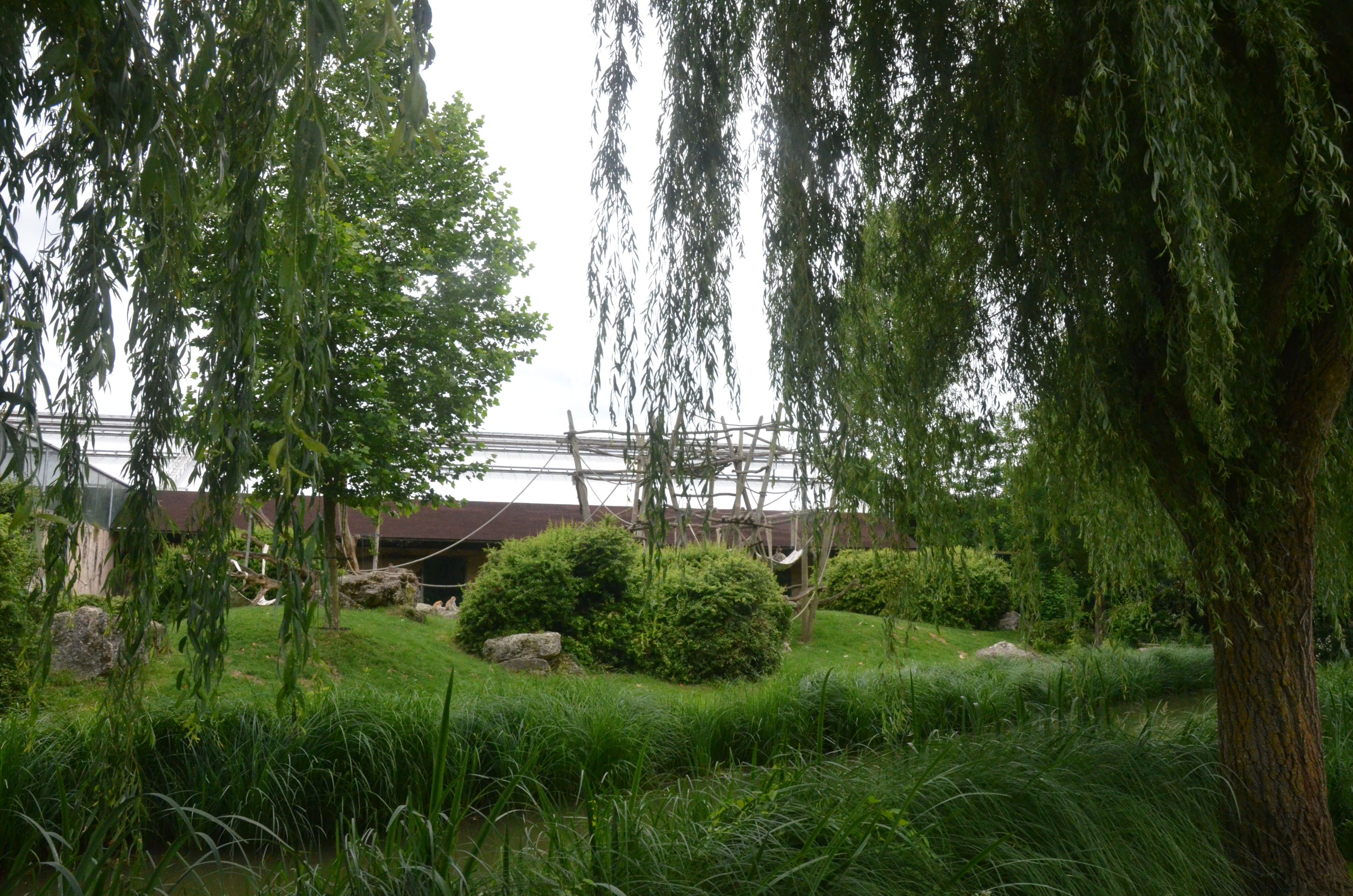 Gorilla and Patas Monkey Enclosure at Beauval, 12/06/18