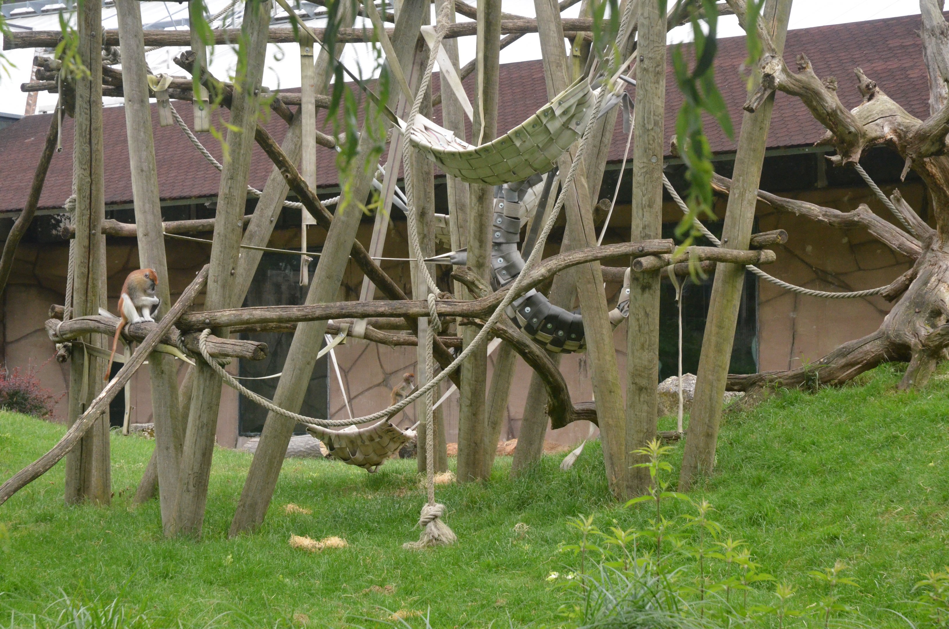Gorilla and Patas Monkey Enclosure at Beauval, 12/06/18