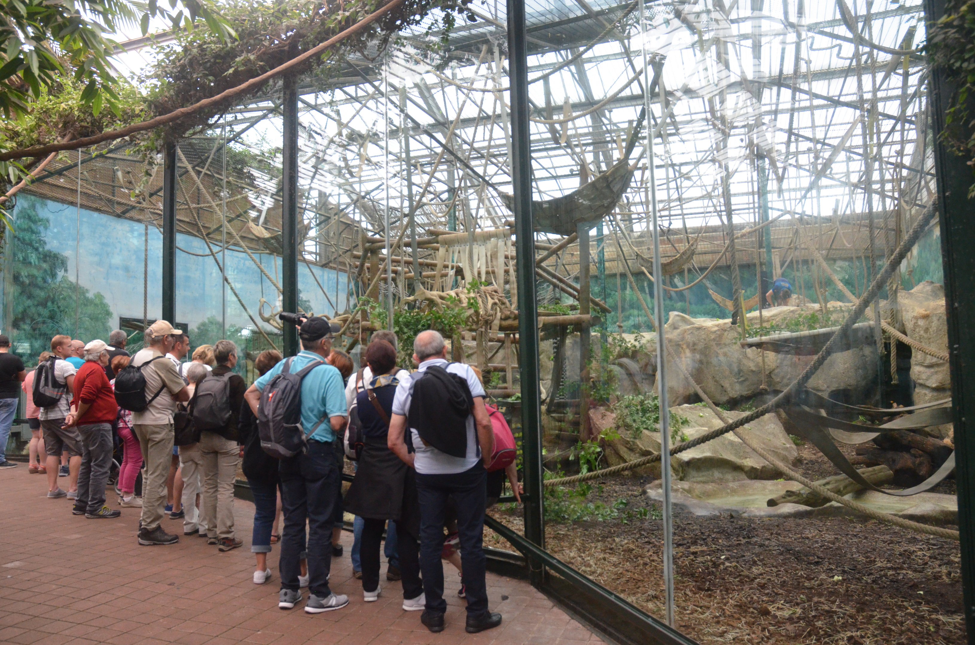 Gorilla and Patas Monkey Enclosure at Beauval, 12/06/18