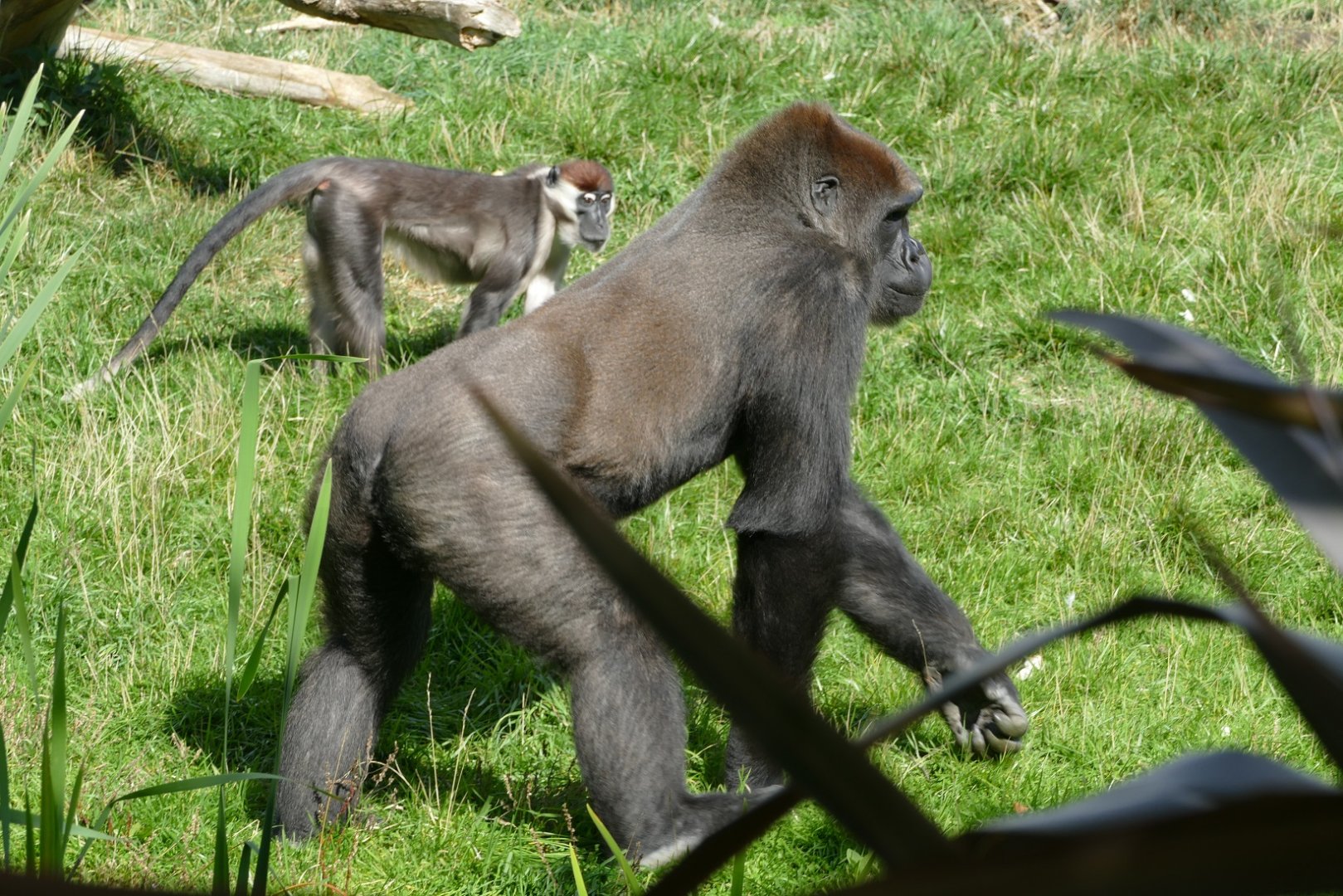 Gorilla and red-capped mangabey, September 2018