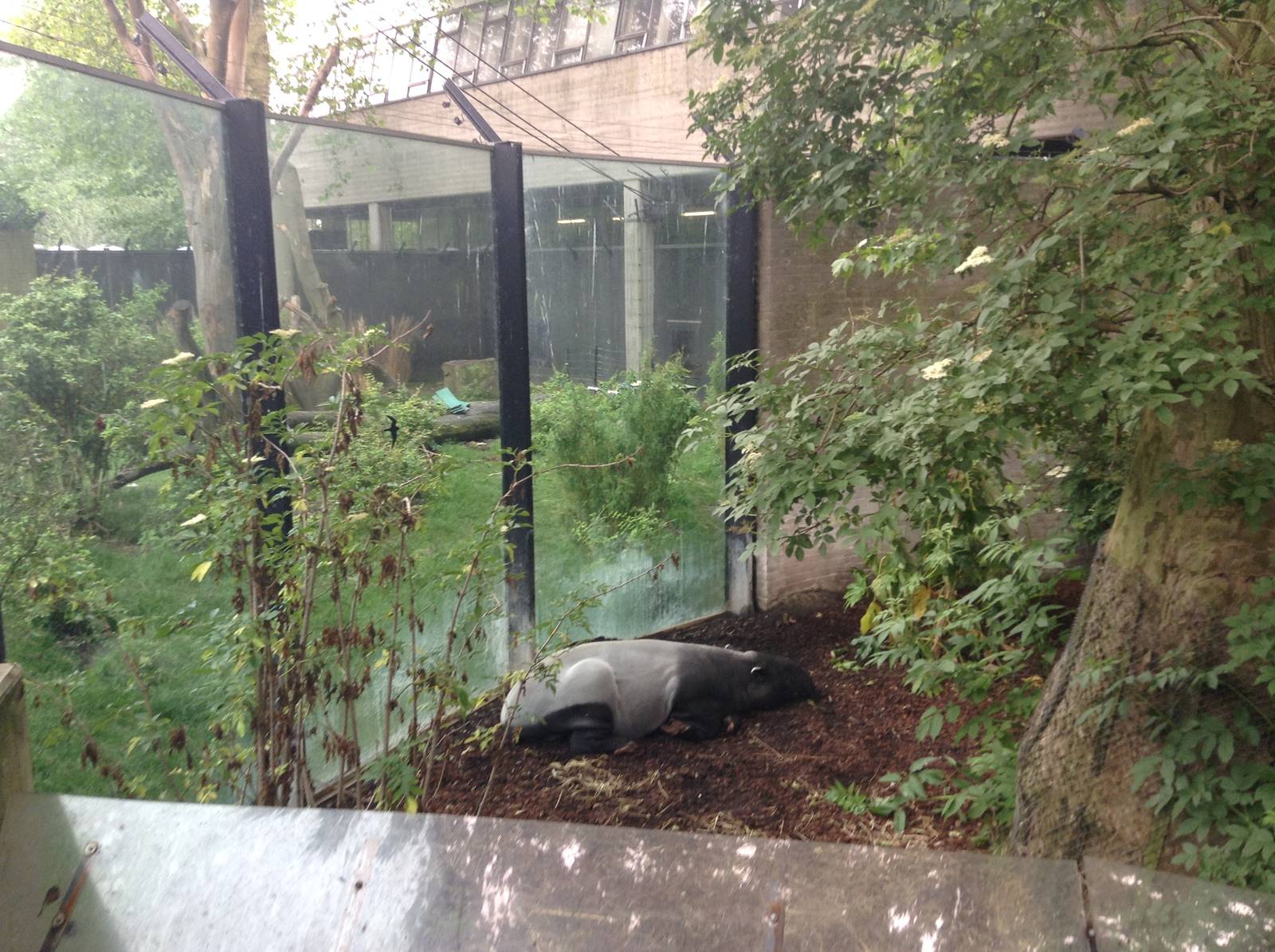 Gorilla and Tapir Enclosures.