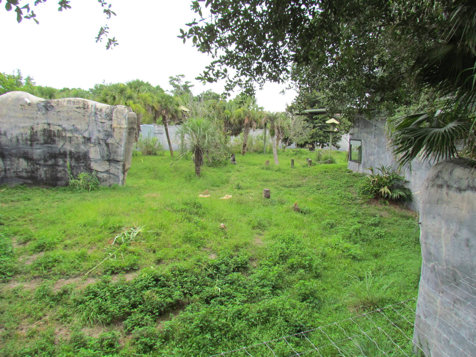 Gorilla & Angolan Colobus Monkey Exhibit