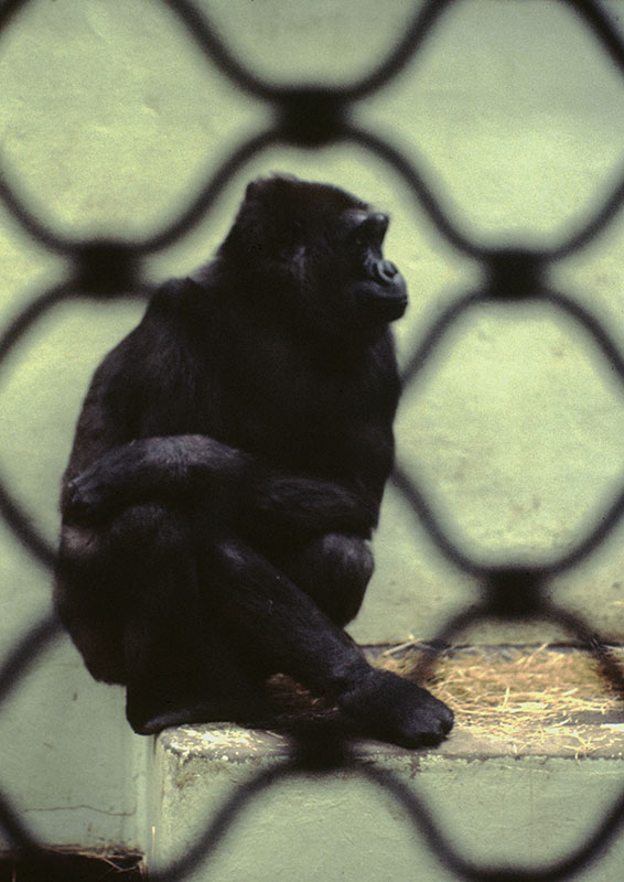 Gorilla at Belle Vue 1973