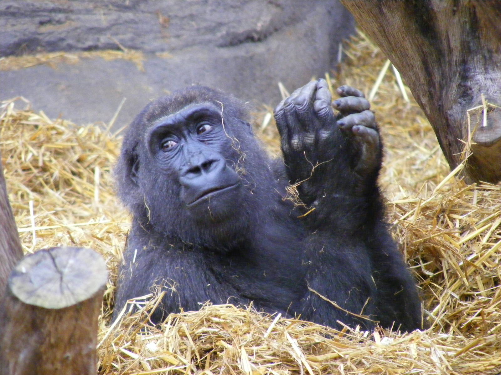 Gorilla at Chessington Zoo, 6 February 2011