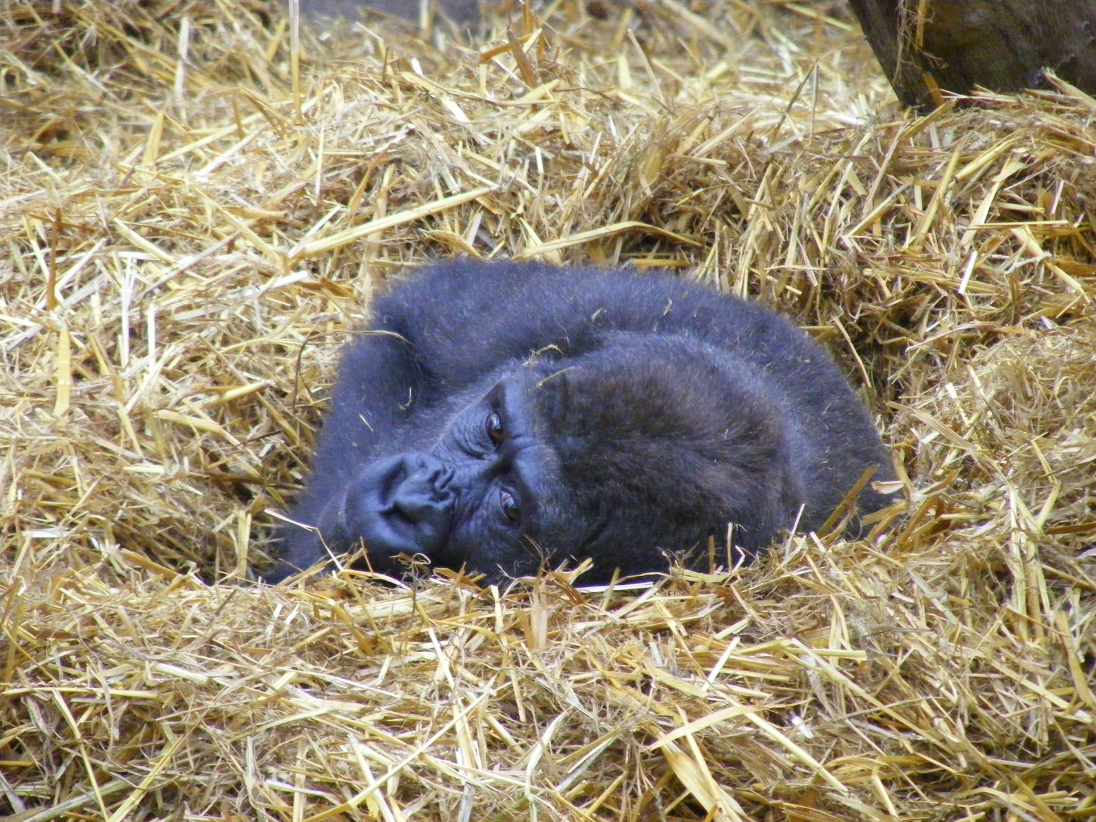 Gorilla at Chessington Zoo, 6 February 2011