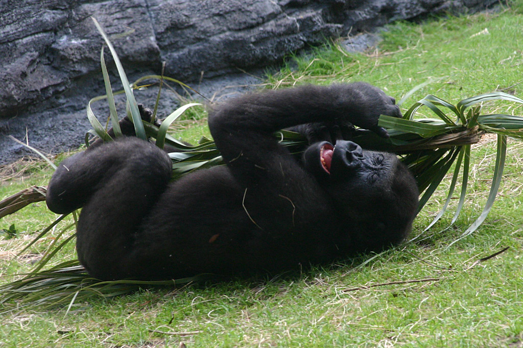 Gorilla at Disneys Animal Kingdom 22/03/05