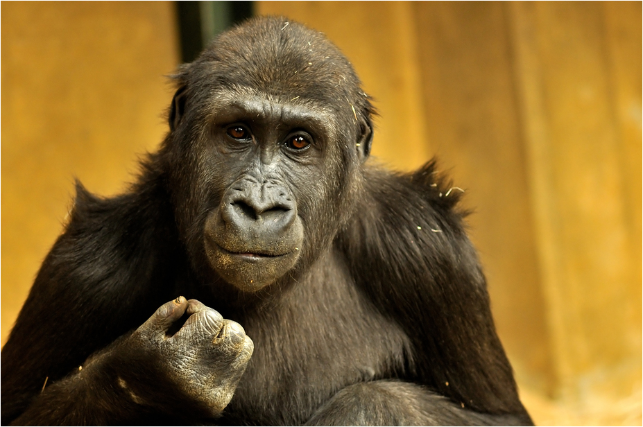 Gorilla at Hannover Zoo