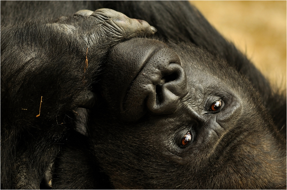 Gorilla at Hannover Zoo