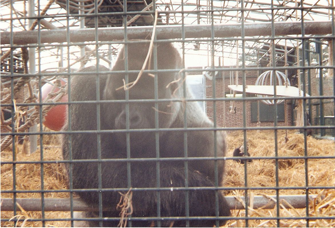 Gorilla at Howletts Wild Animal Park, 19 March 1995