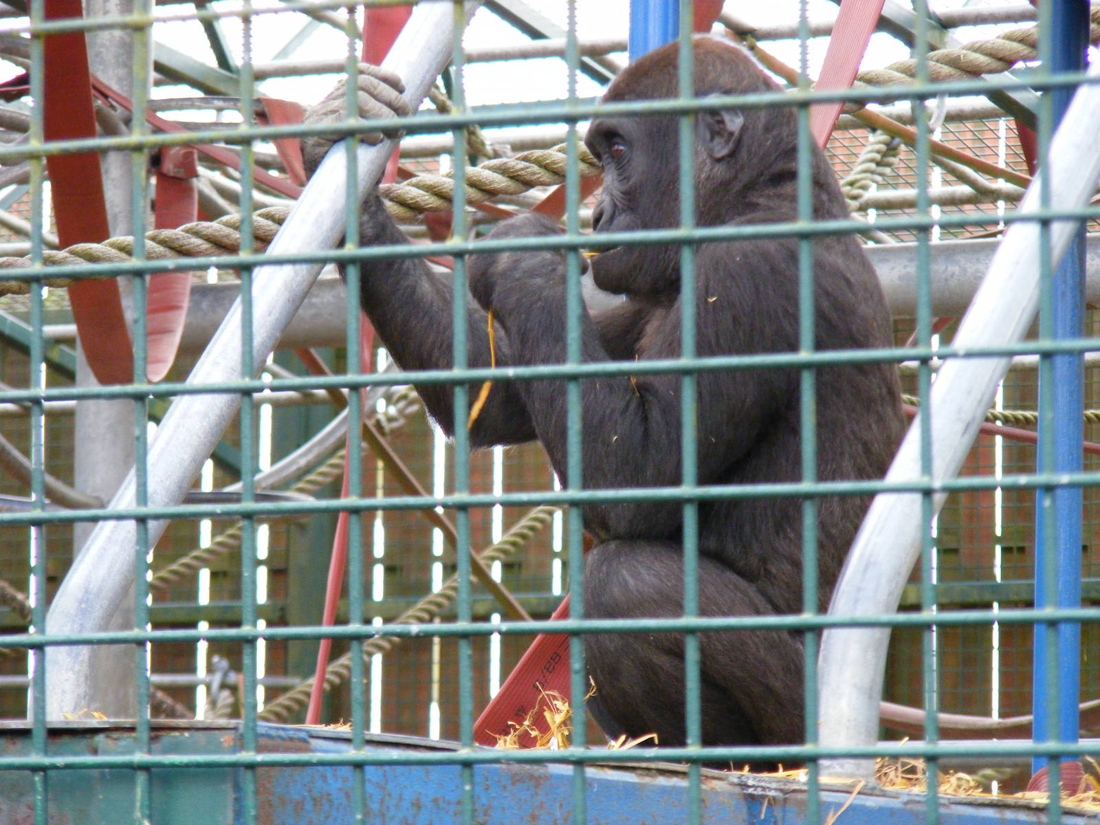Gorilla at Howletts Wild Animal Park, 3 April 2010