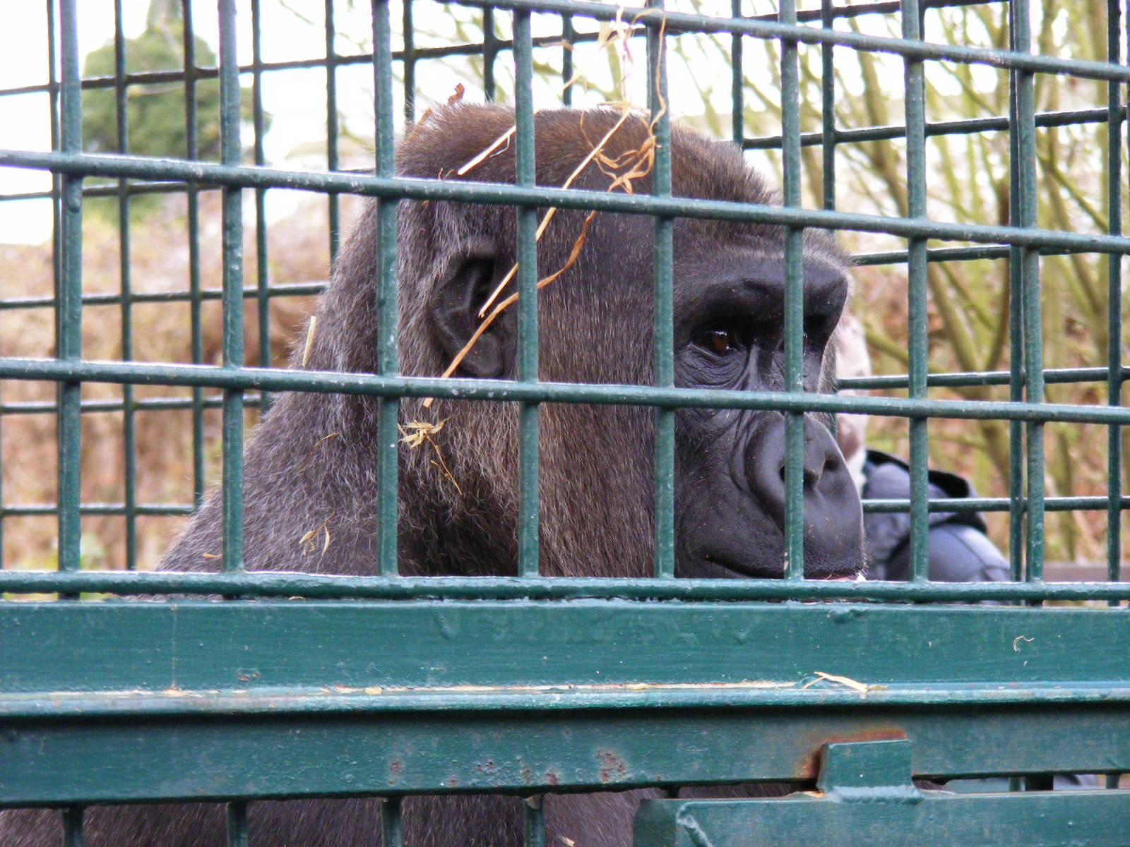 Gorilla at Howletts Wild Animal Park, 3 April 2010
