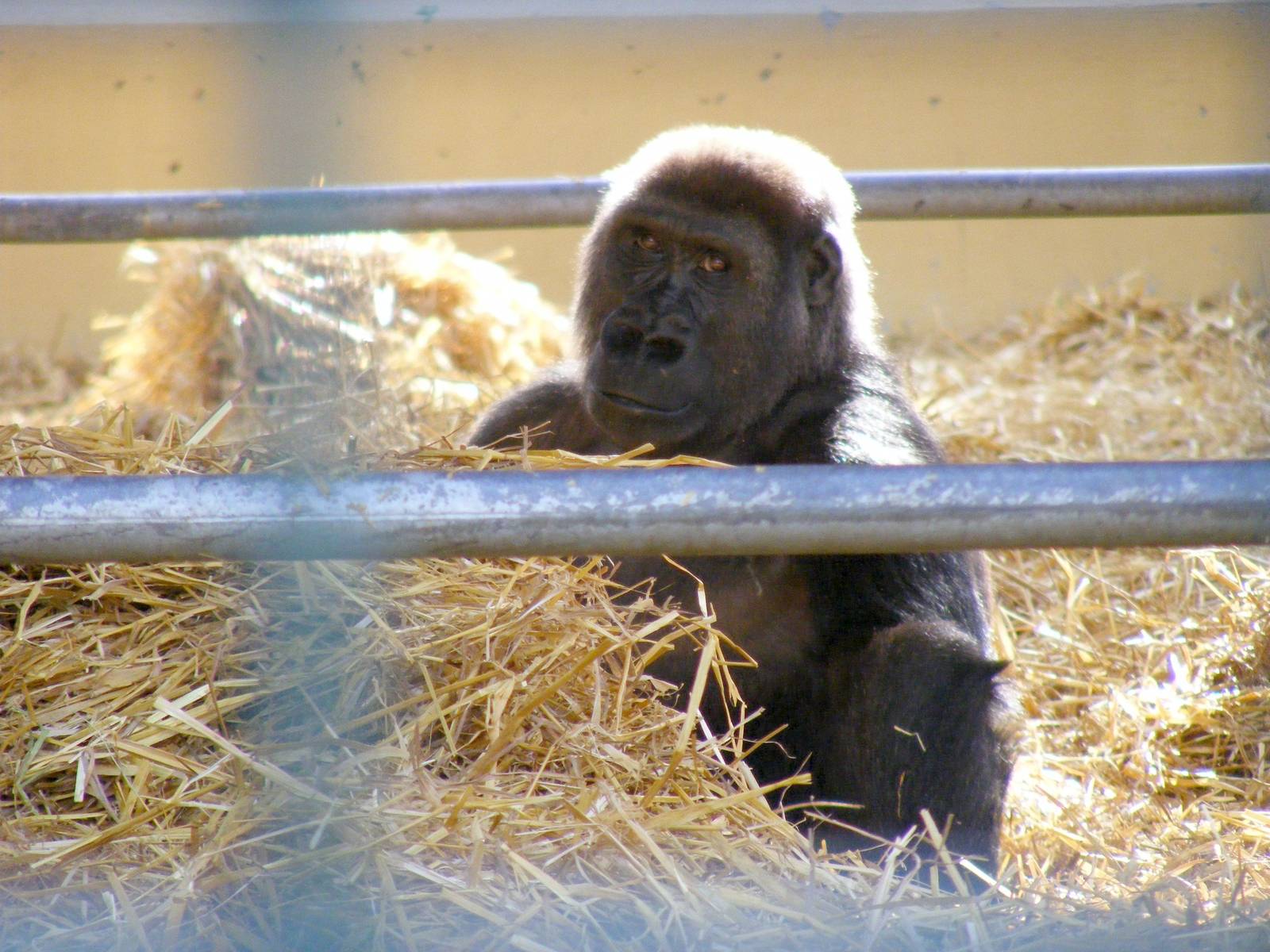 Gorilla at Howletts Wild Animal Park, 3 April 2010