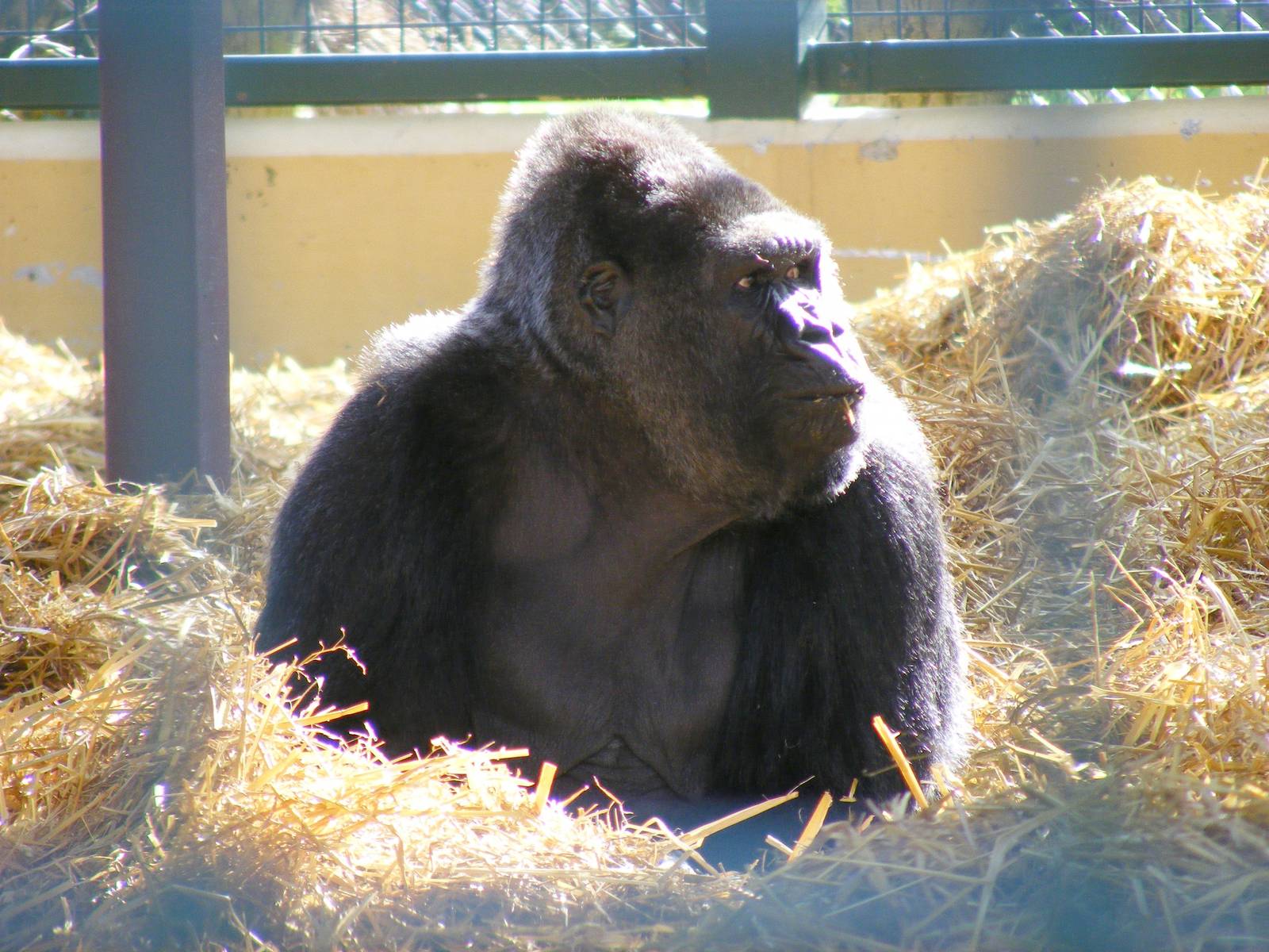 Gorilla at Howletts Wild Animal Park, 3 April 2010