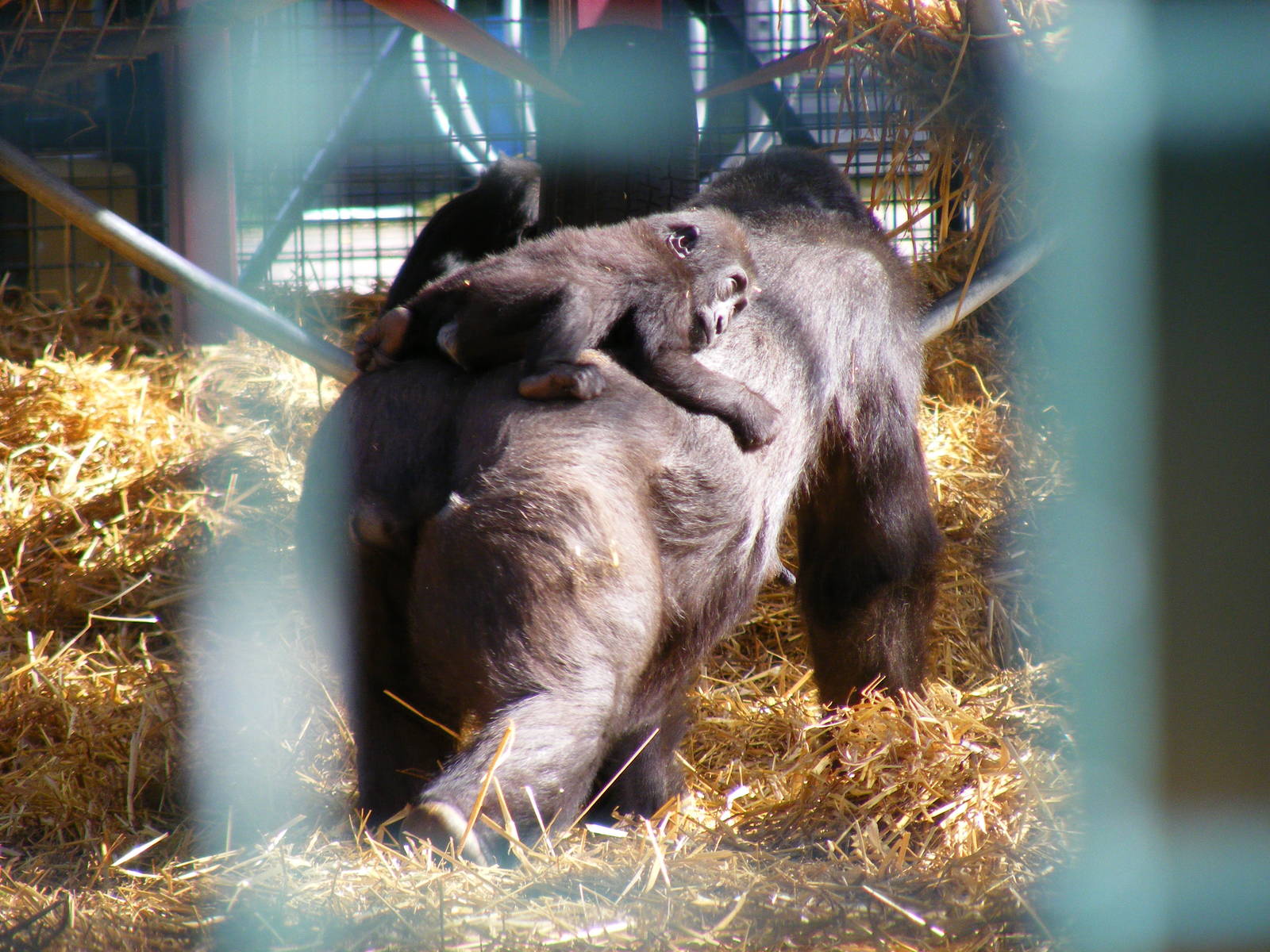 Gorilla at Howletts Wild Animal Park, 3 April 2010
