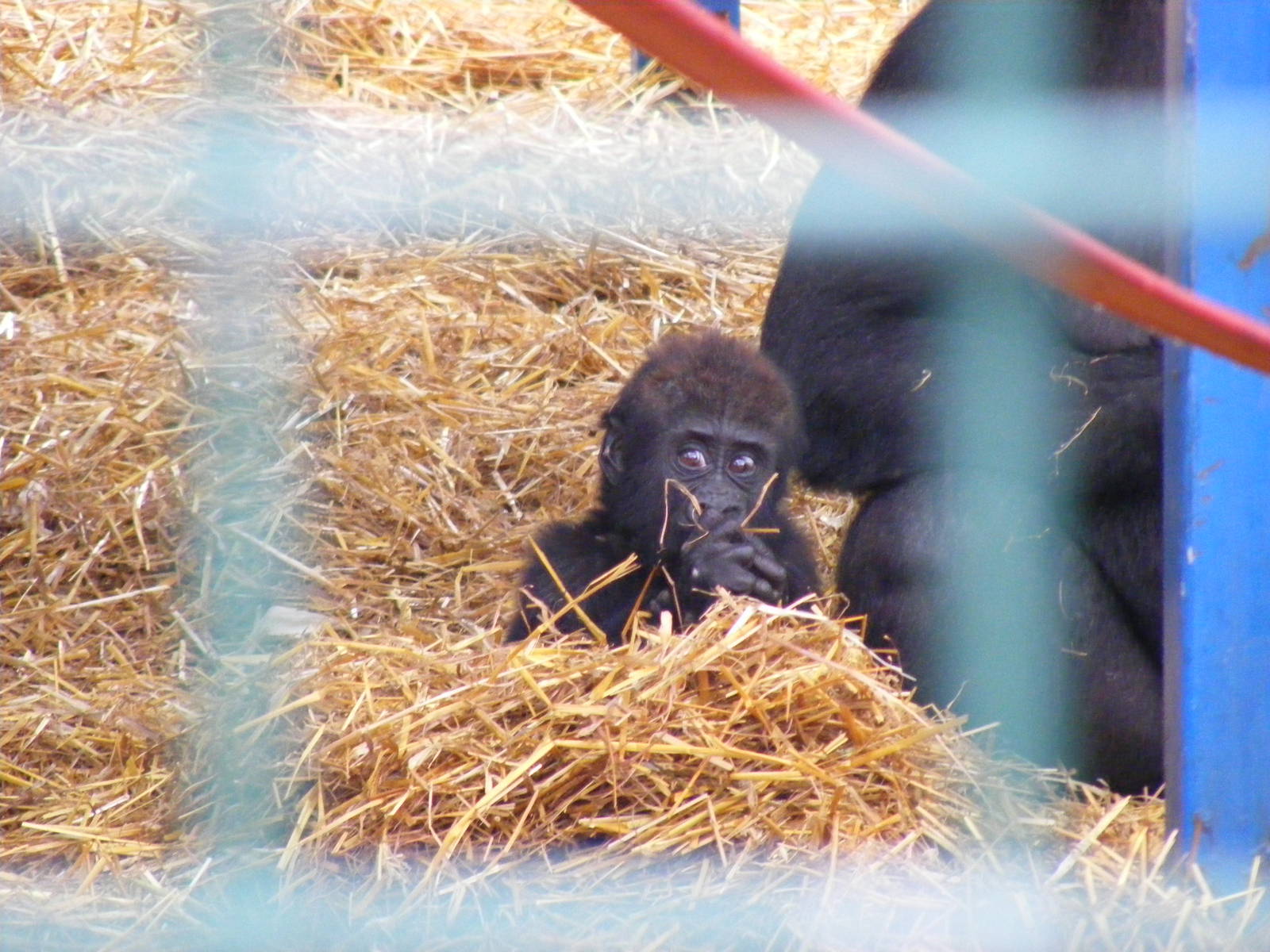 Gorilla at Howletts Wild Animal Park, 4 September 2011