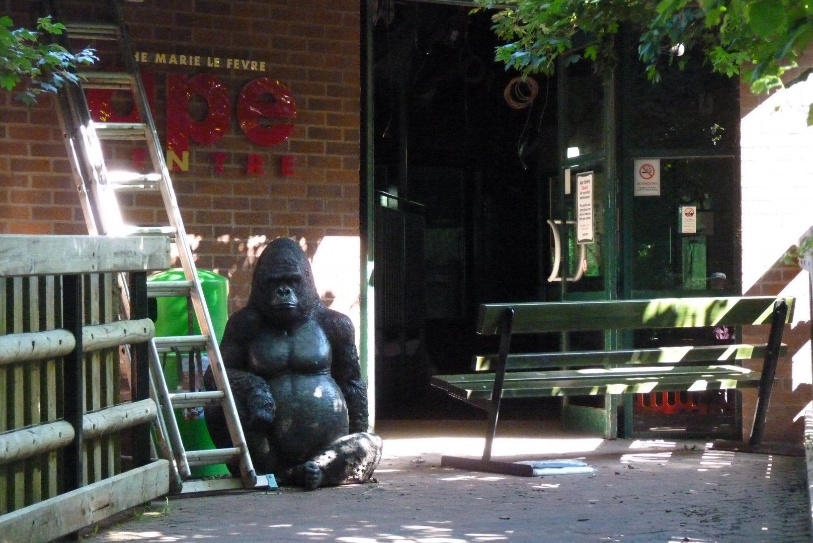 Gorilla at large outside the Ape house, July 2017
