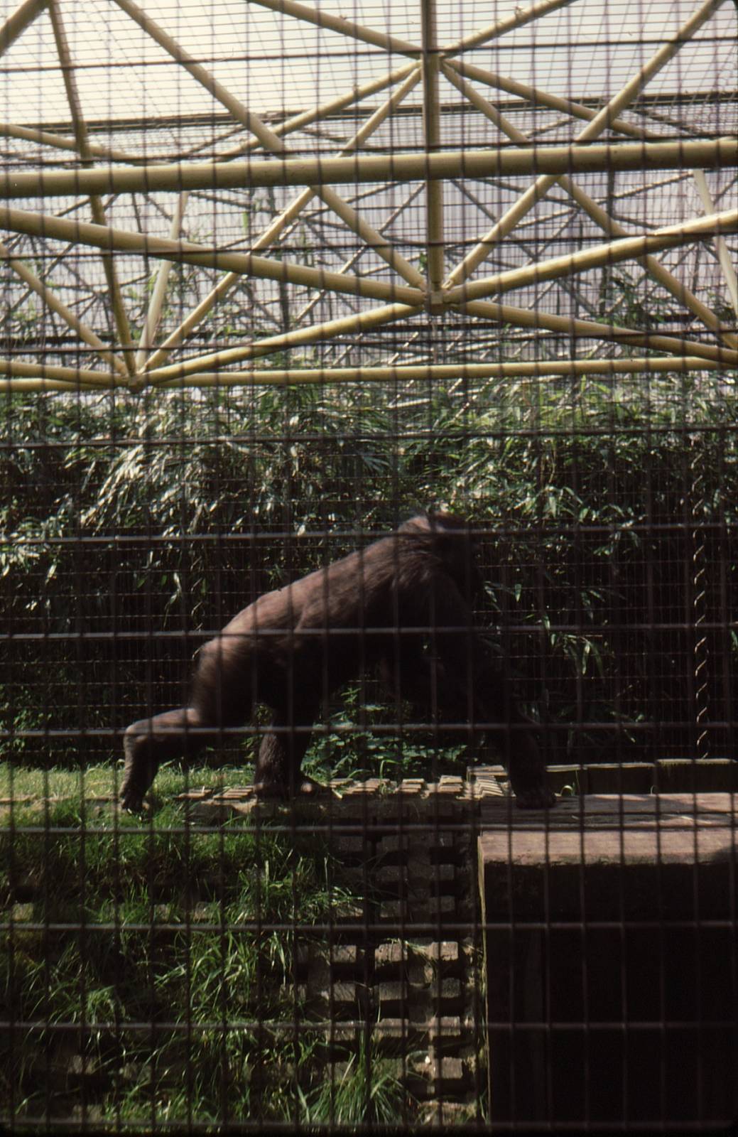 Gorilla at London Zoo Early 1980's