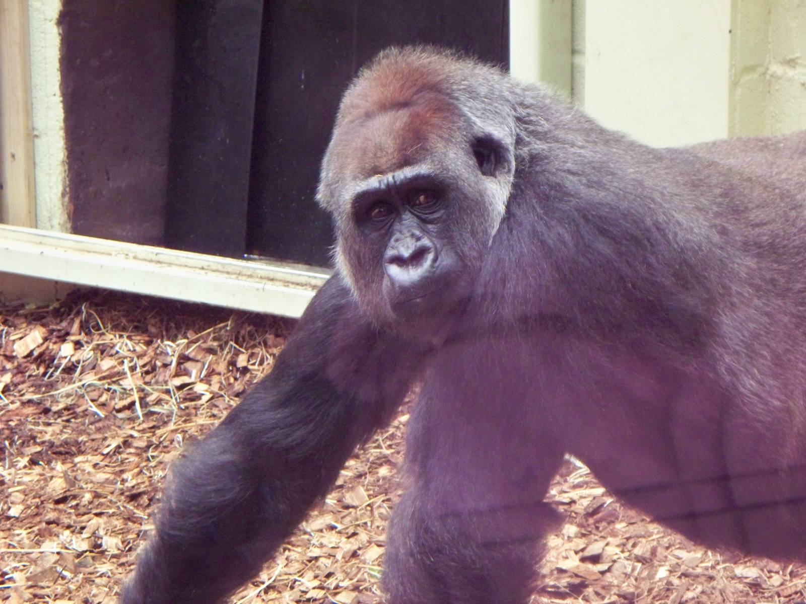 Gorilla at London zoo.