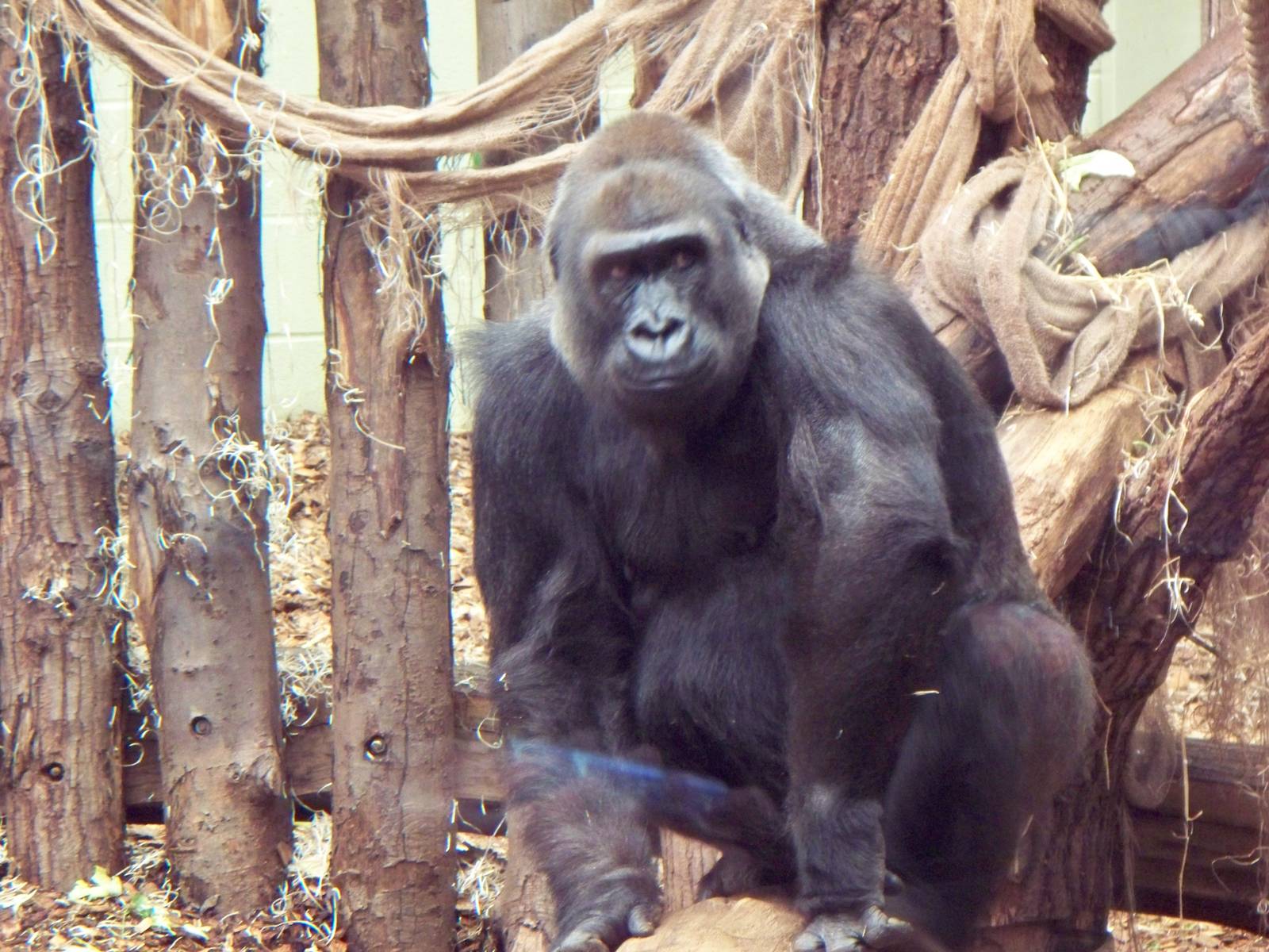 Gorilla at London zoo.