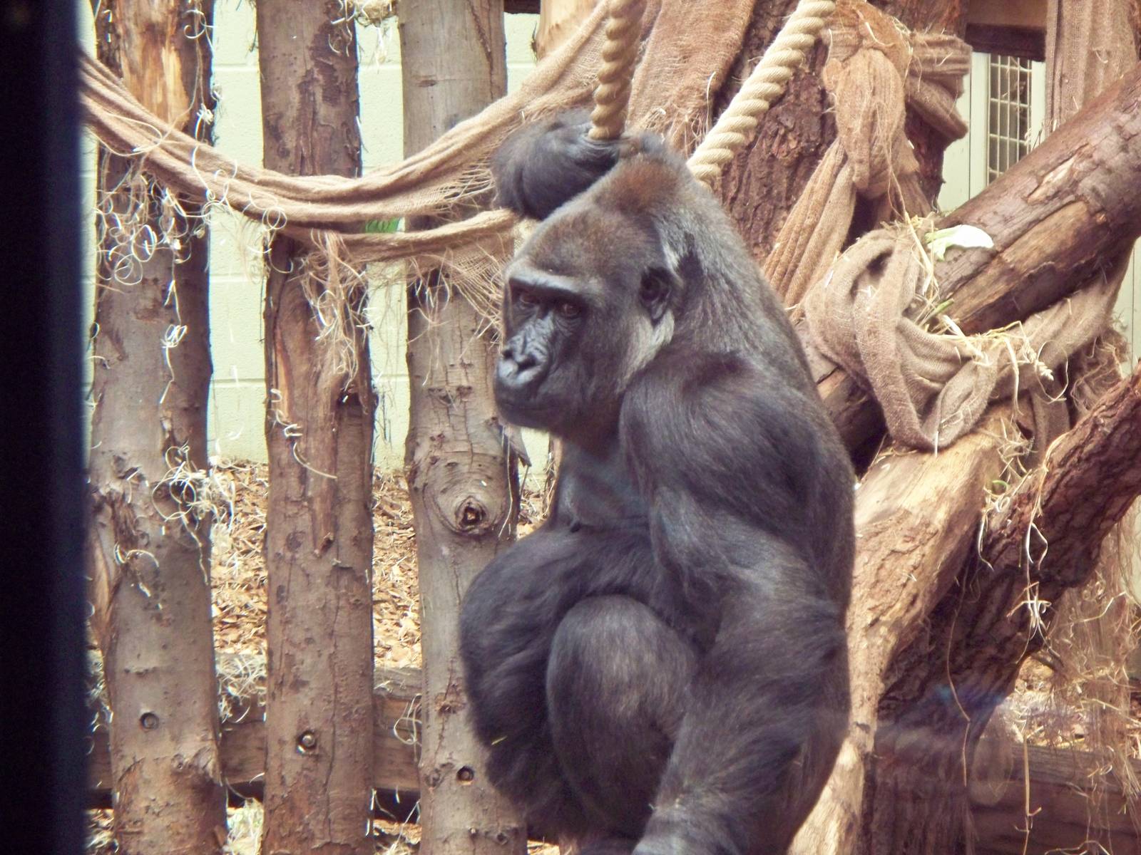 Gorilla at London zoo.