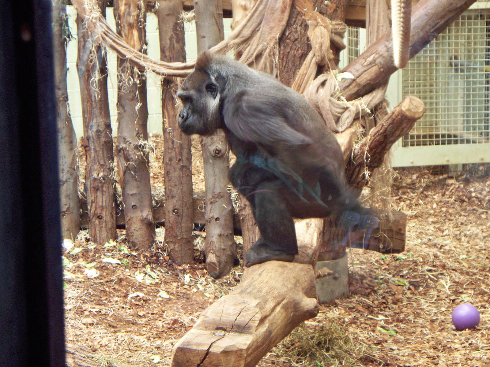 Gorilla at London zoo