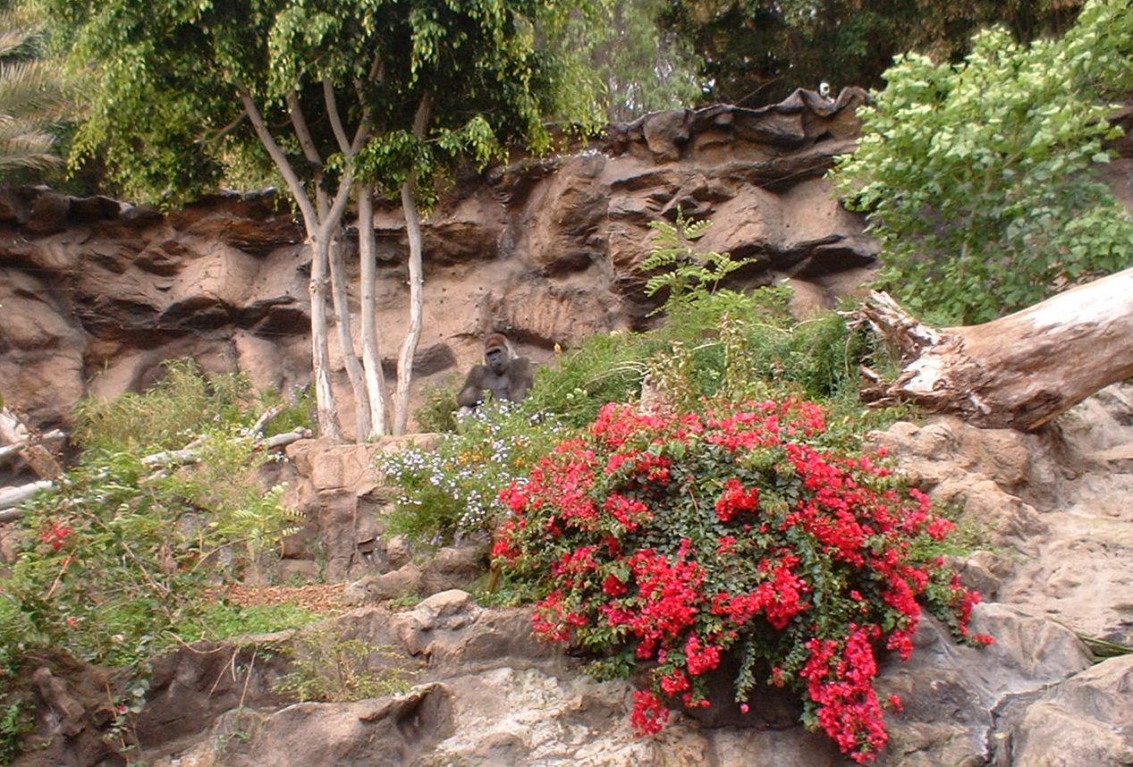 Gorilla at Loro Parque in Tenerife, 16 May 2004