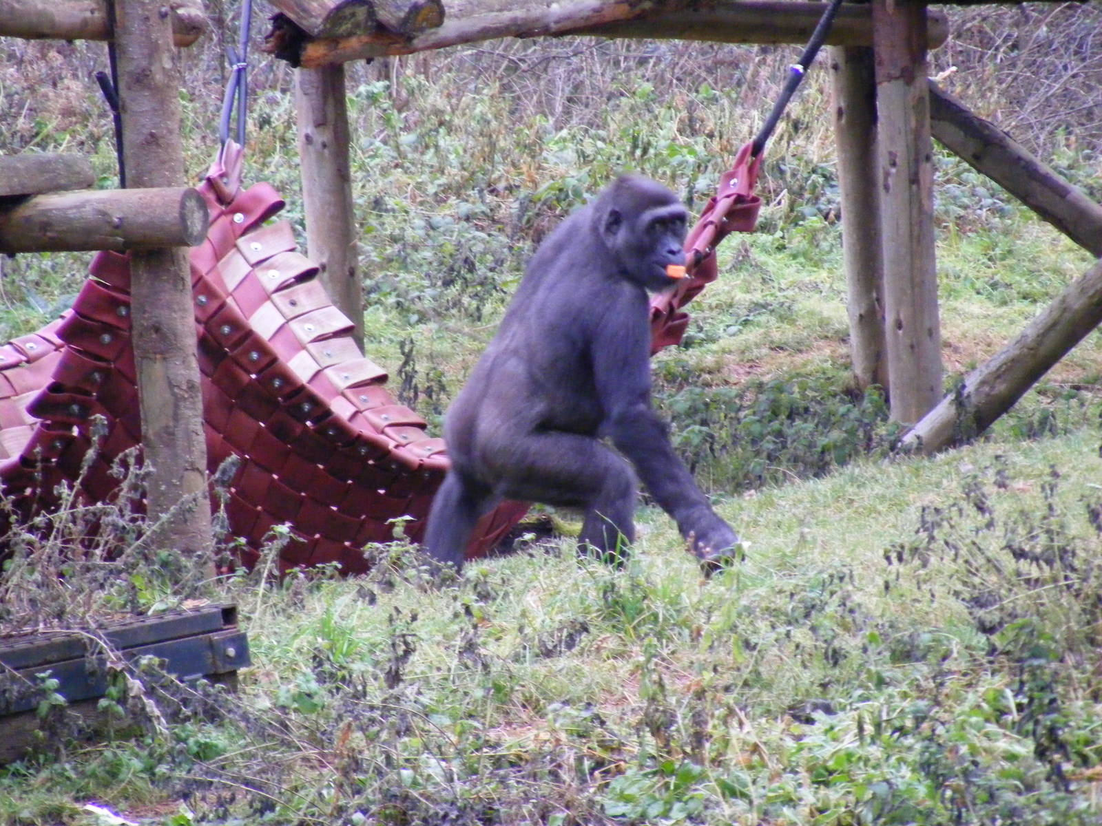 Gorilla at Paignton Zoo, 31 December 2010