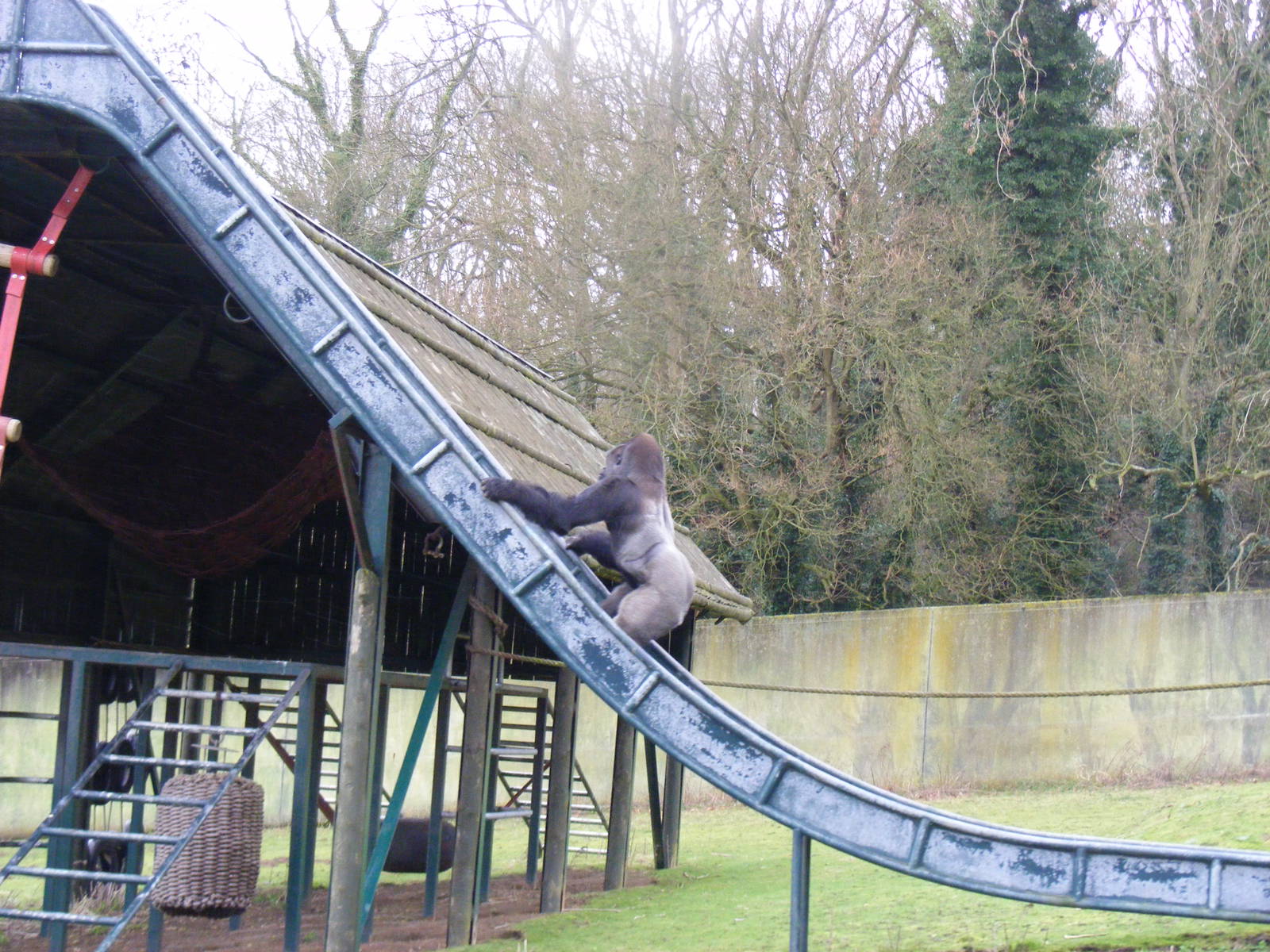 Gorilla at Port Lympne Wild Animal Park, 13 February 2011