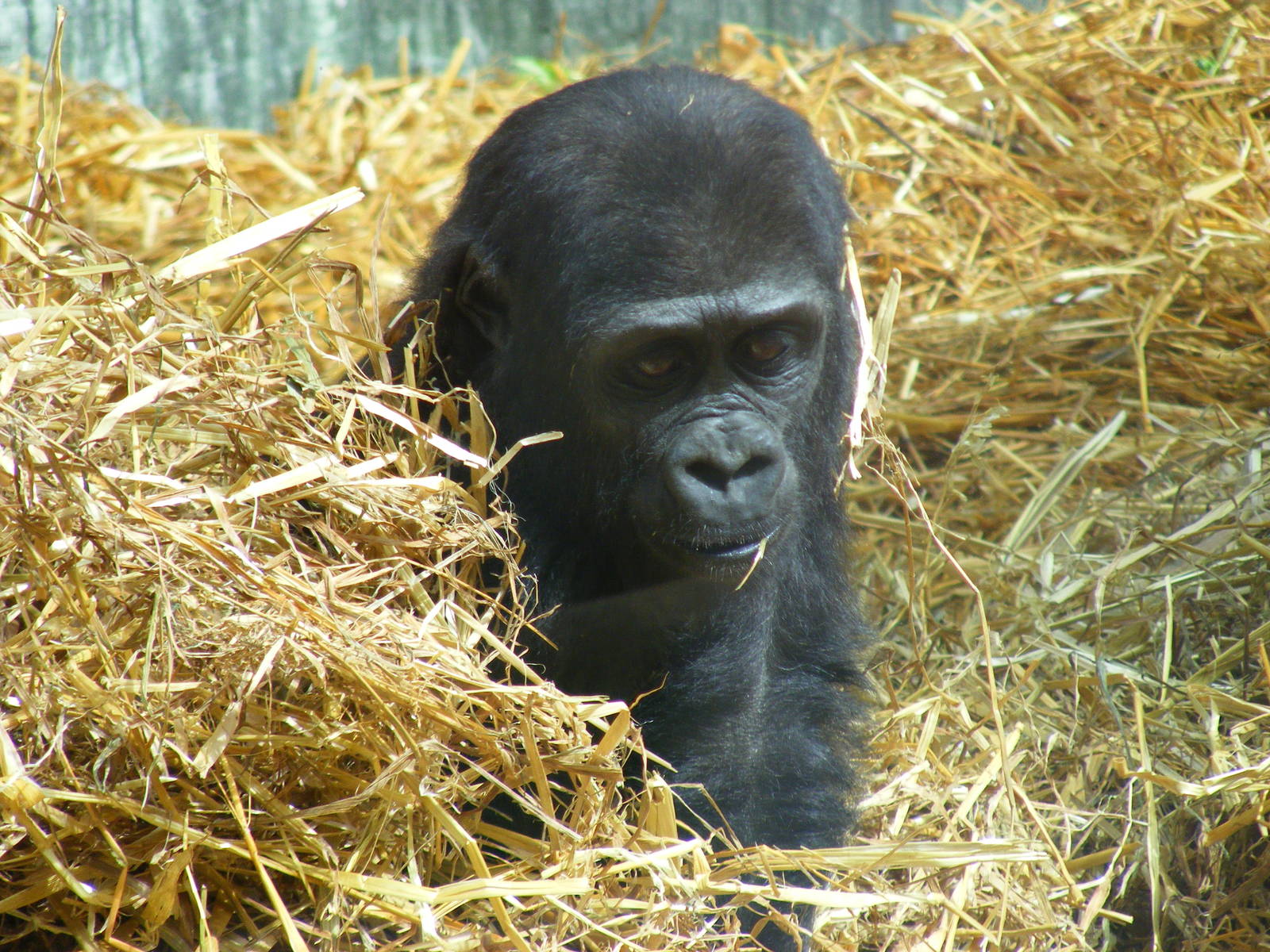 Gorilla at Port Lympne Wild Animal Park, 16 May 2009