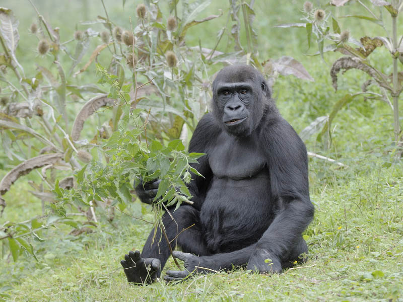 Gorilla at Port Lympne