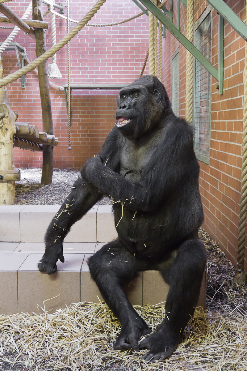 Gorilla at Twycross - 30/09/2011
