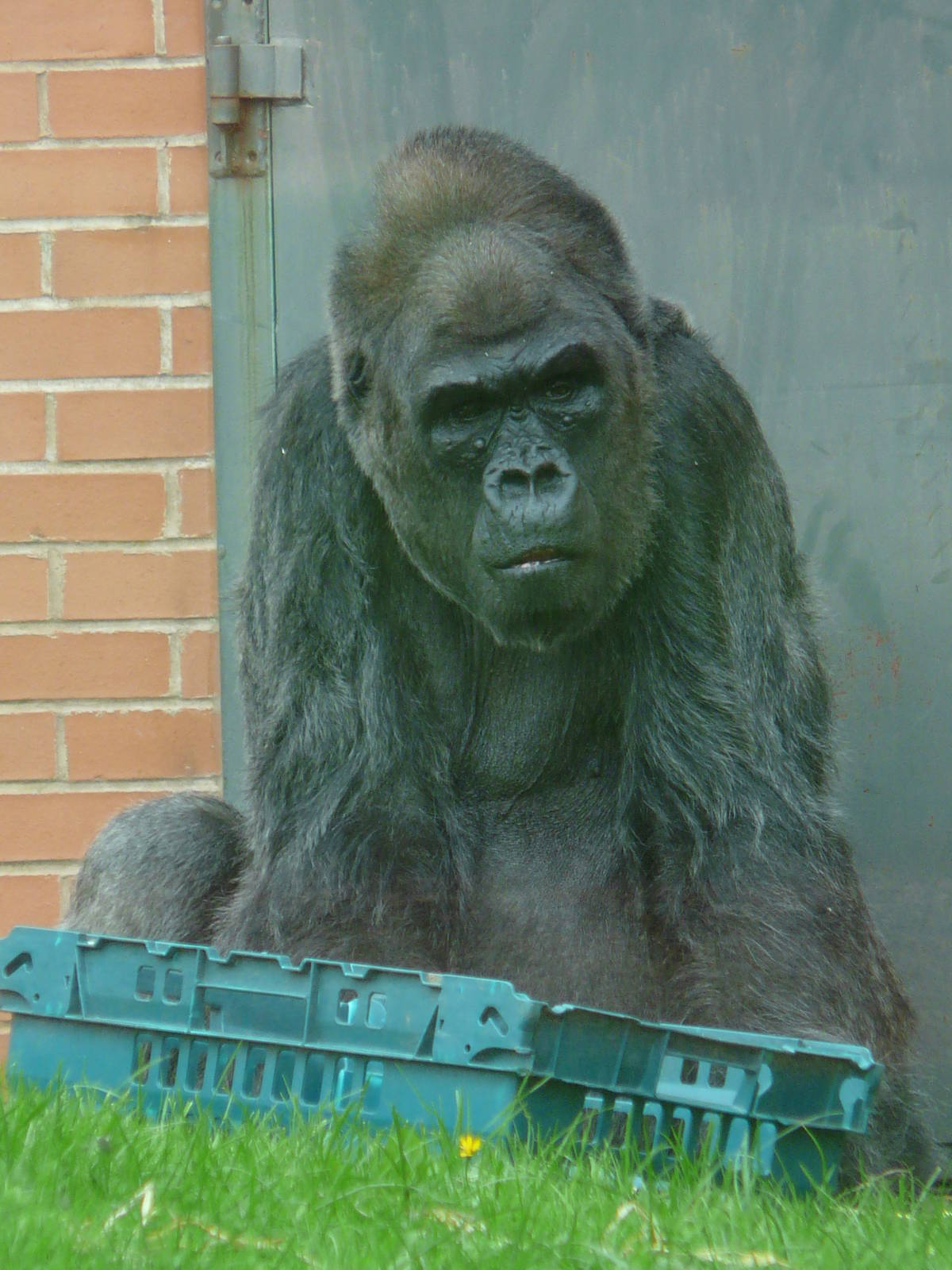 Gorilla at Twycross