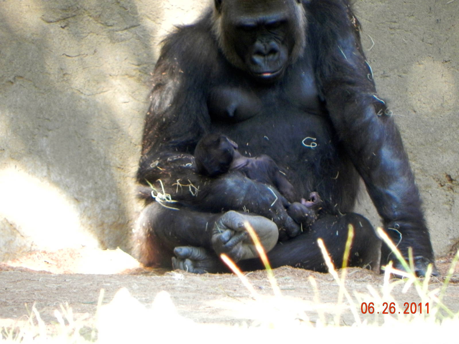 Gorilla baby and Mom